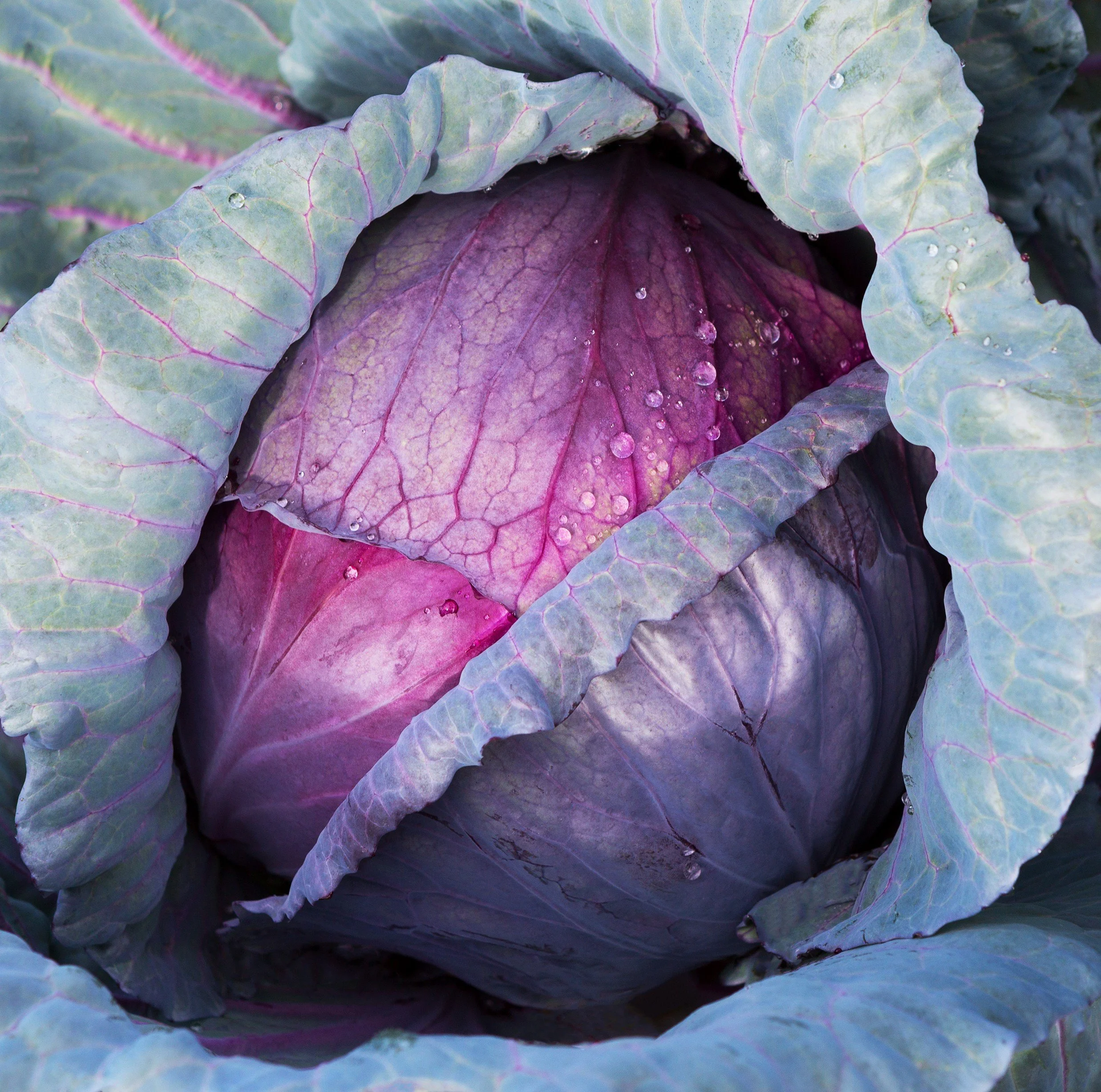 Red Acre Cabbage.jpg