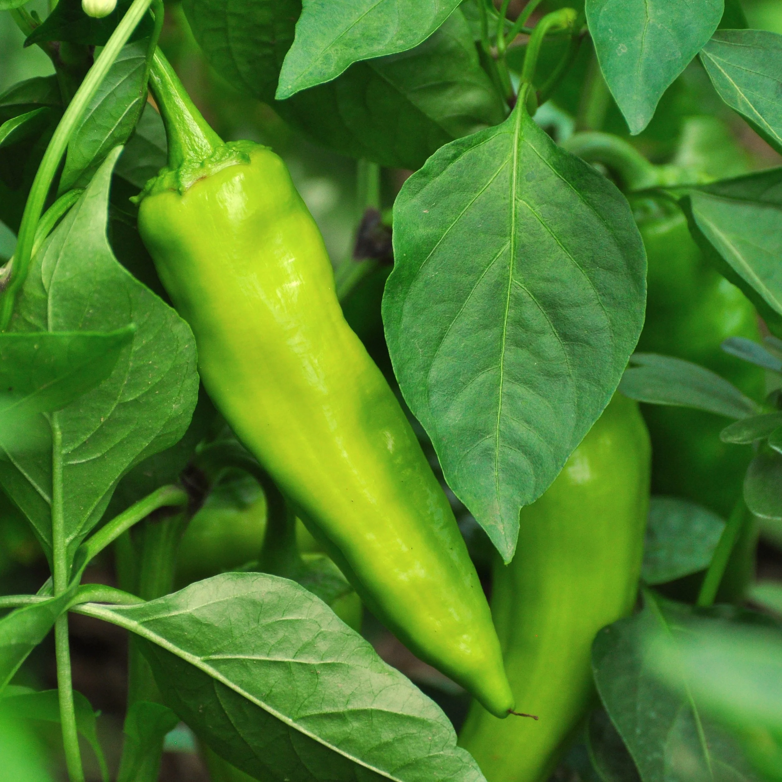 Free Garden Seeds | Anaheim Peppers