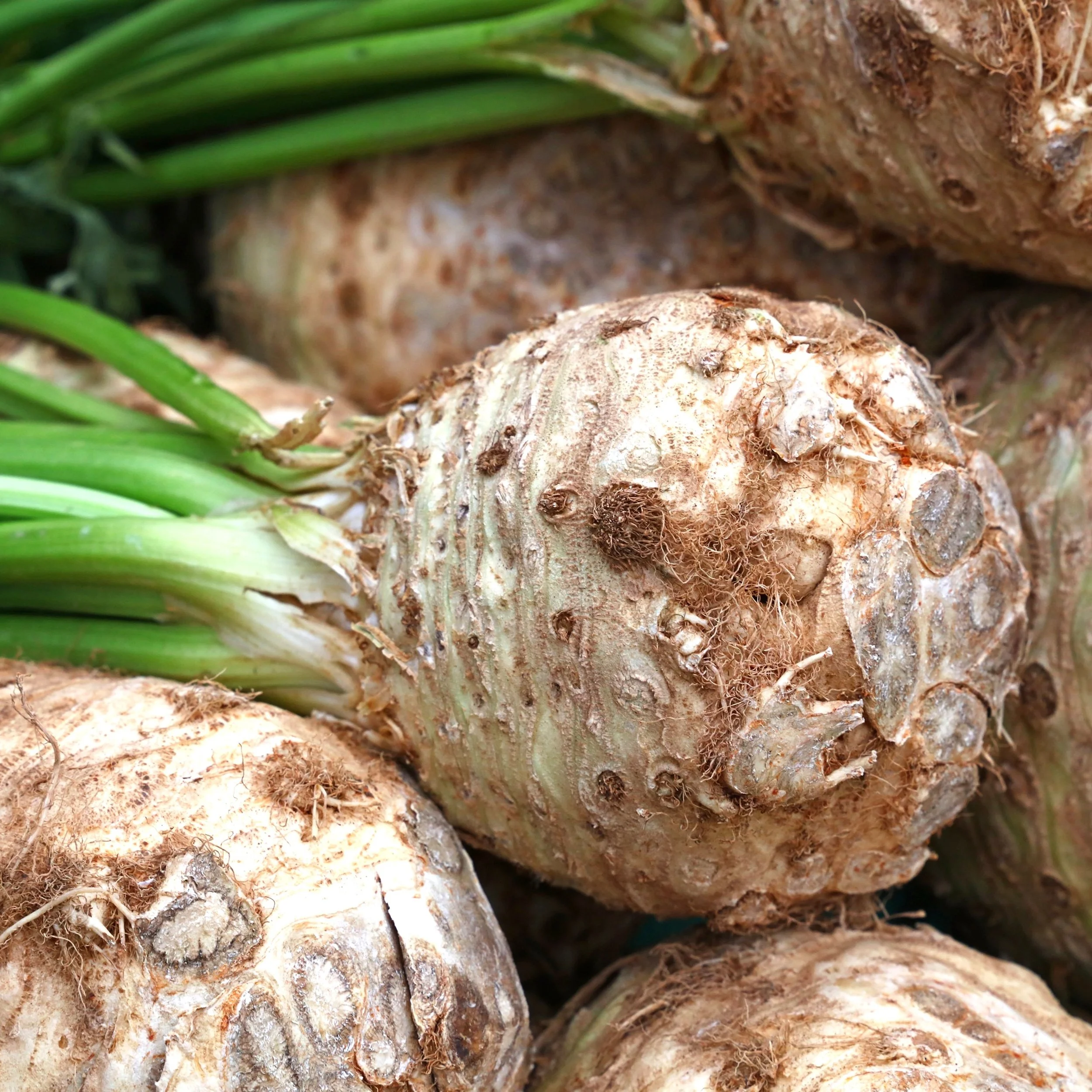 Giant Prague Celeriac.jpg