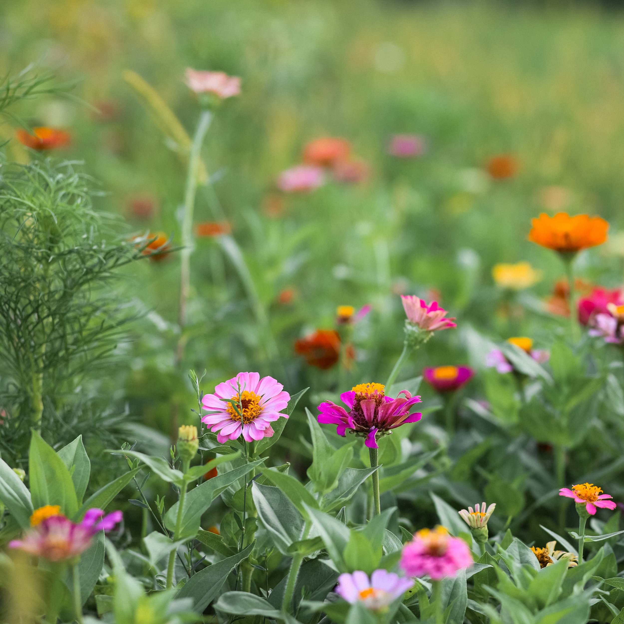 Flower Grab Bag.jpg