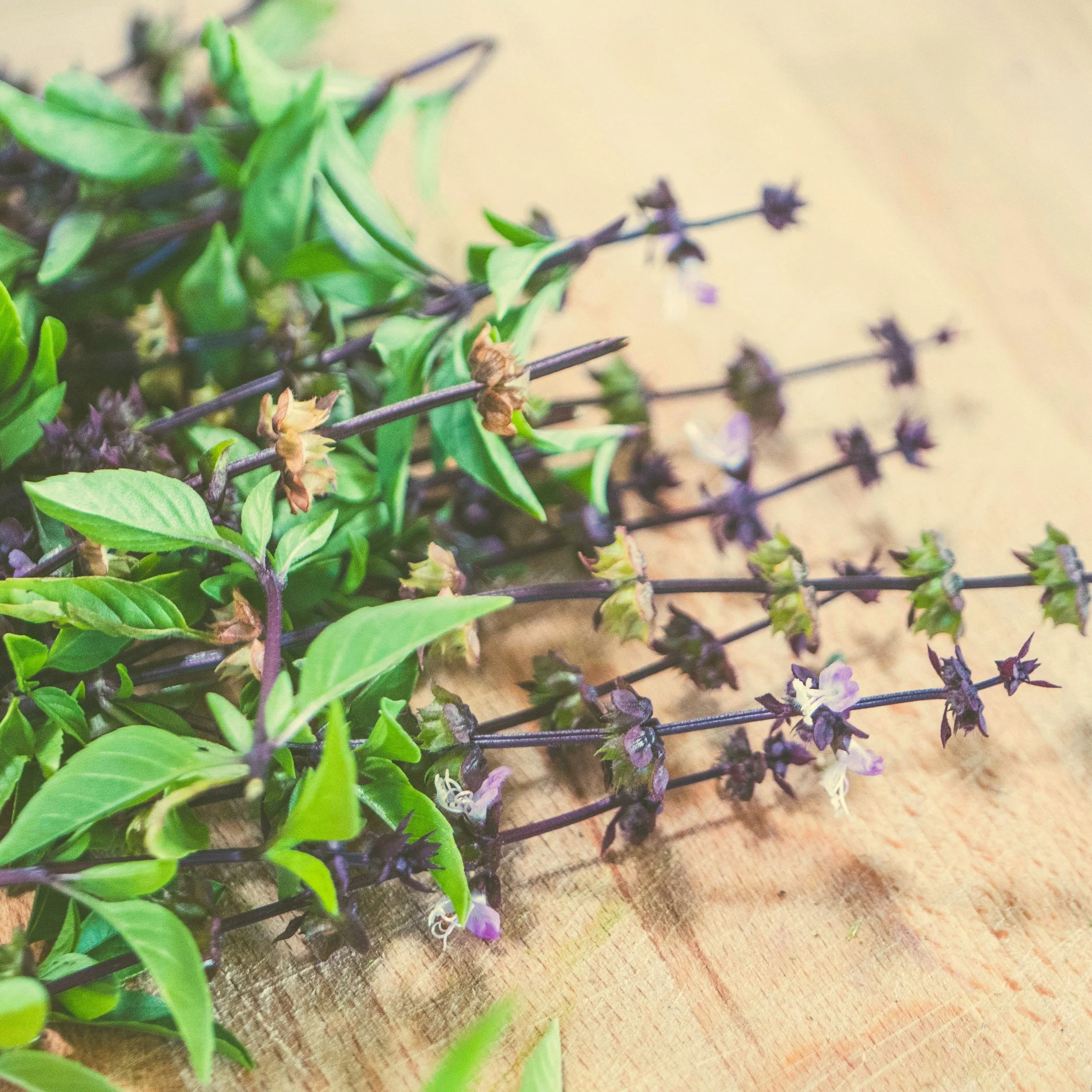 Free Garden Seeds | Thai Basil