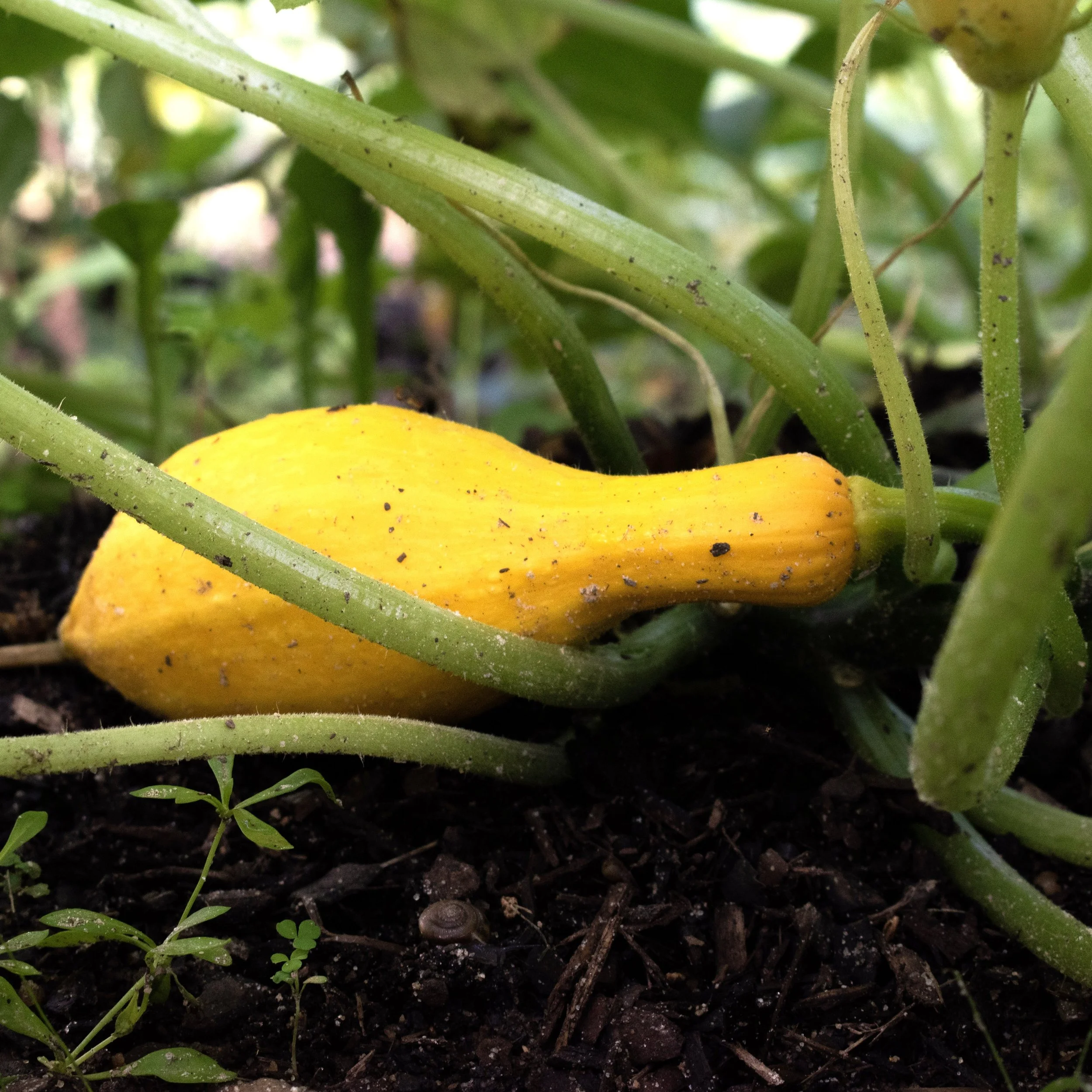 Yellow Crookneck Squash.jpg