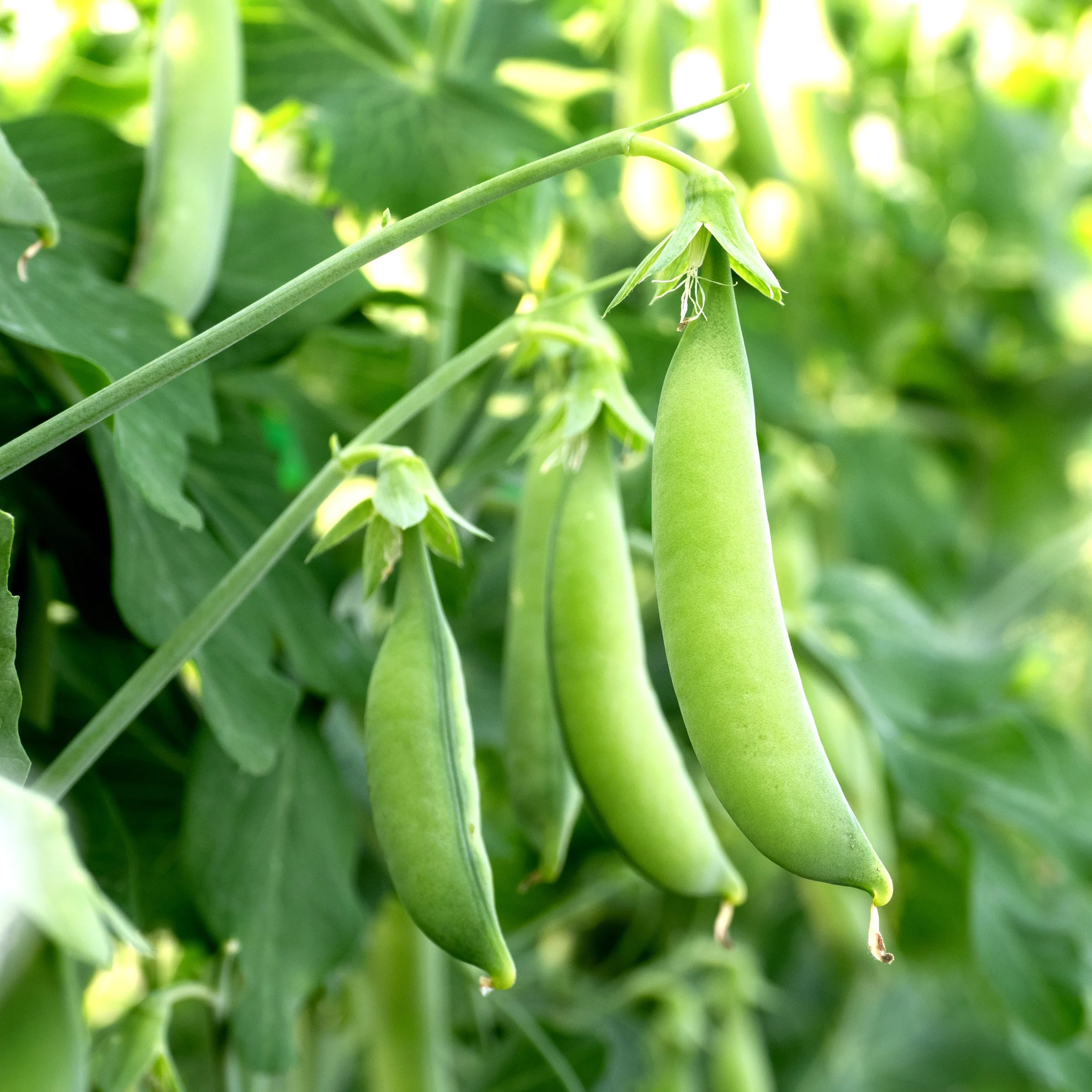 Sugar Ann Snap Peas.jpg