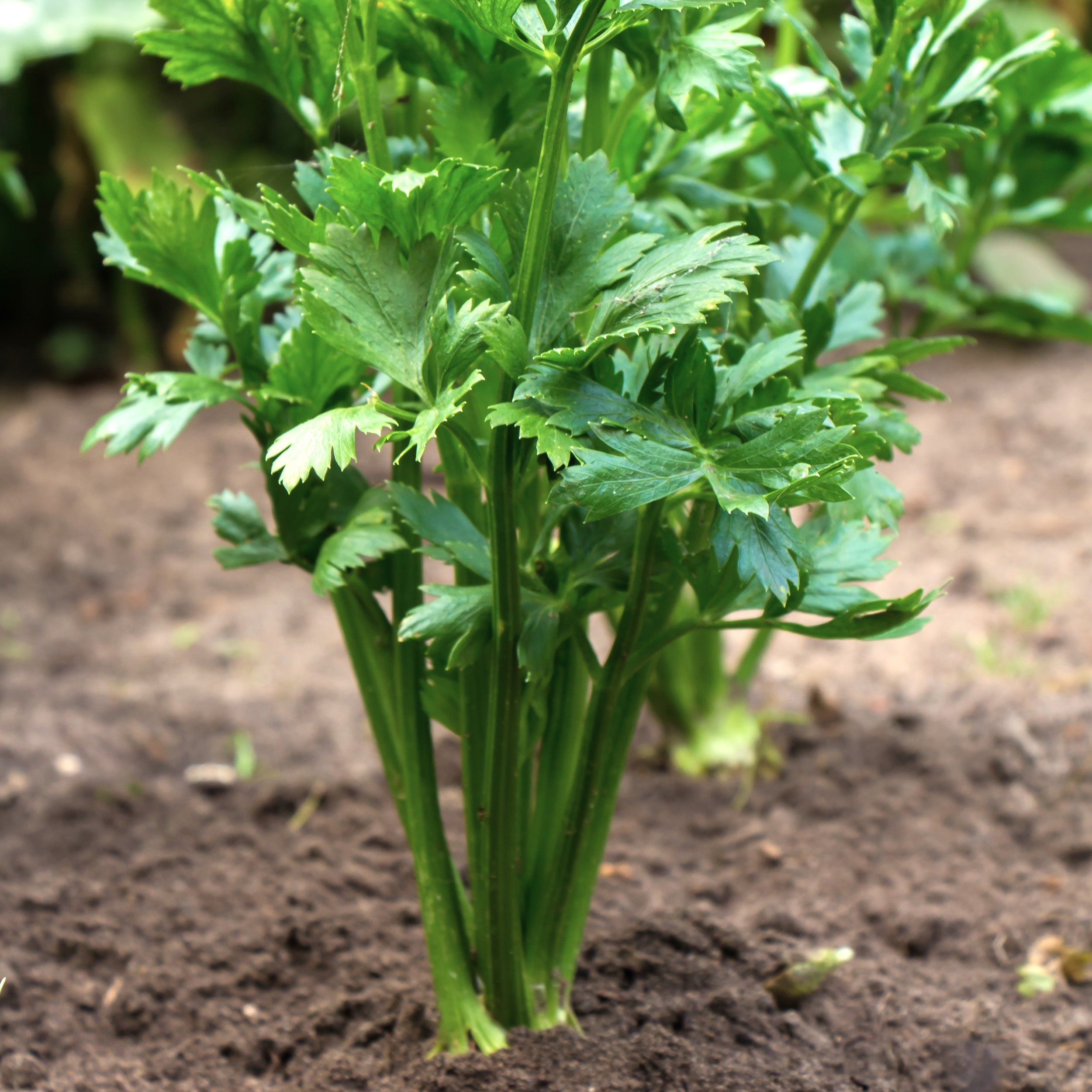 Free Garden Seeds | Tendercrisp Celery