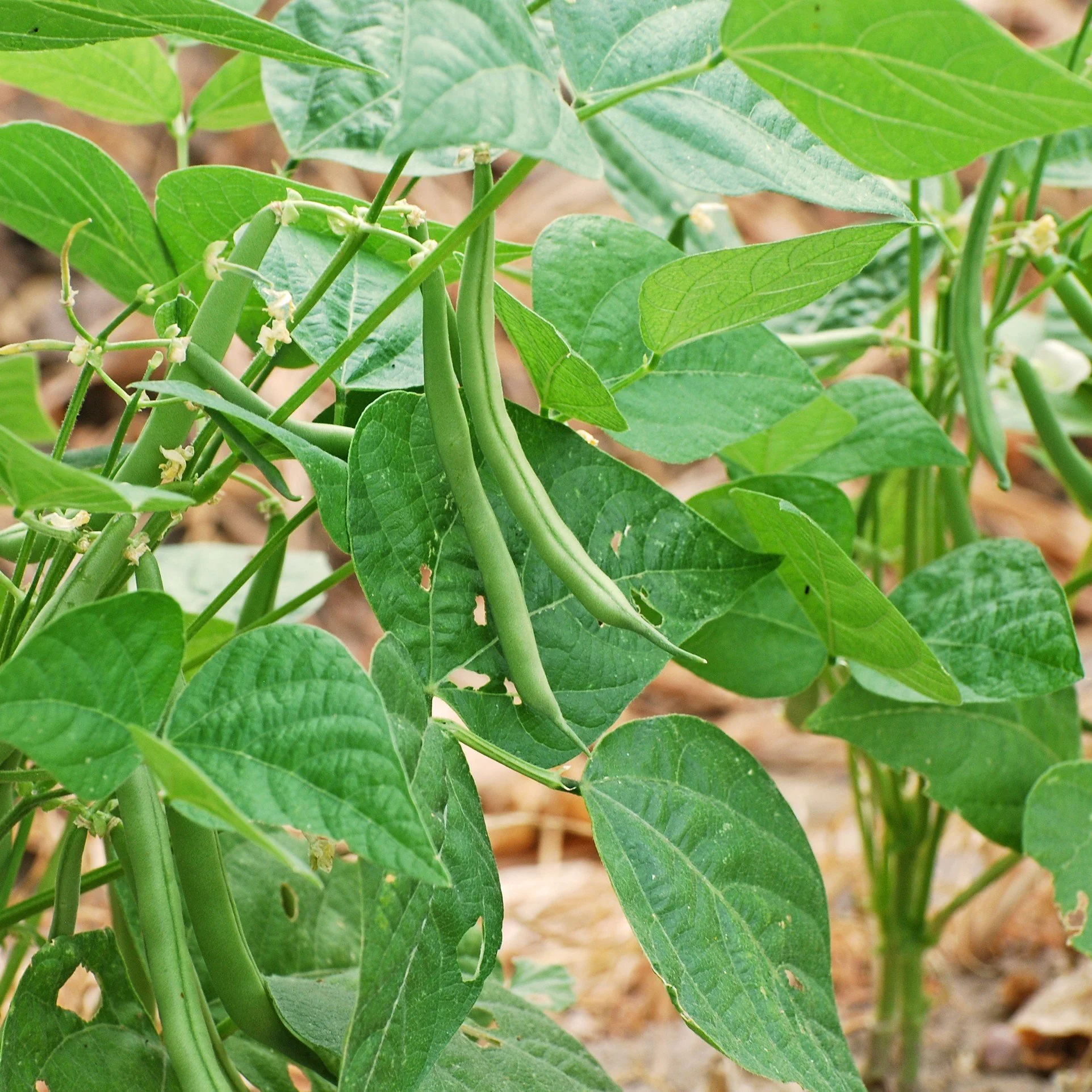 Blue Lake Bush Beans.jpg
