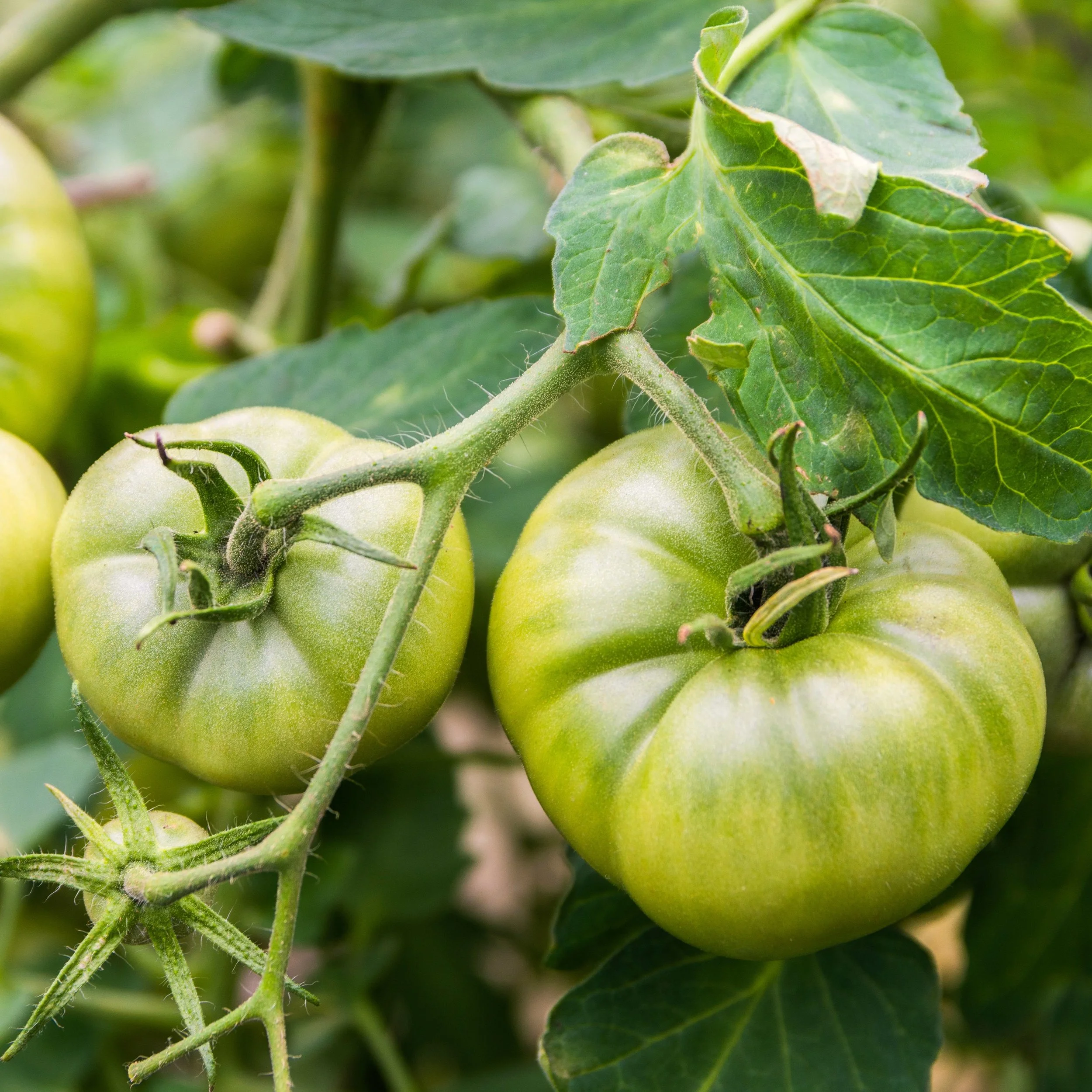 Aunt Ruby's Green German Tomatoes.jpg