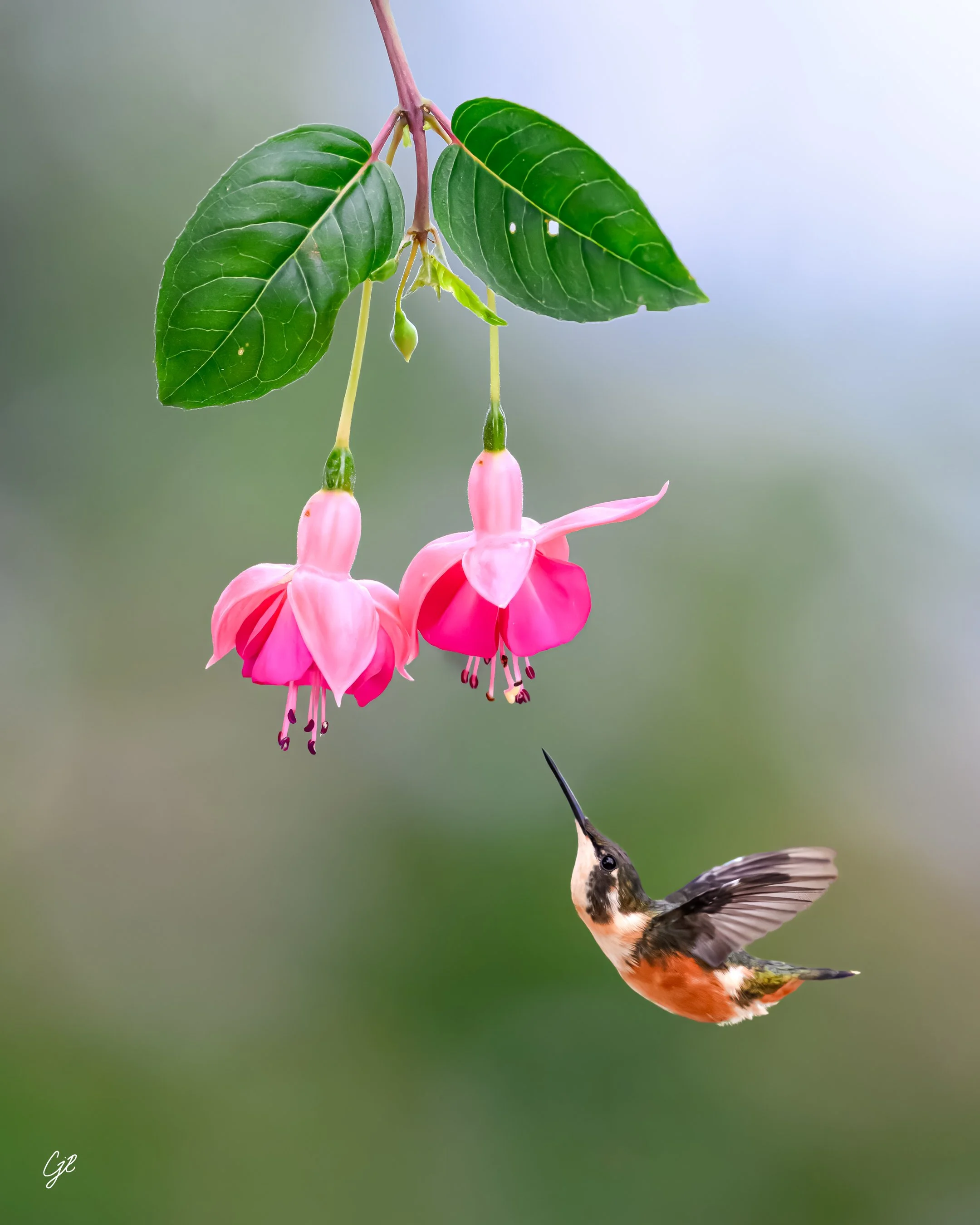Z91_7610-Edit-Edit.jpg