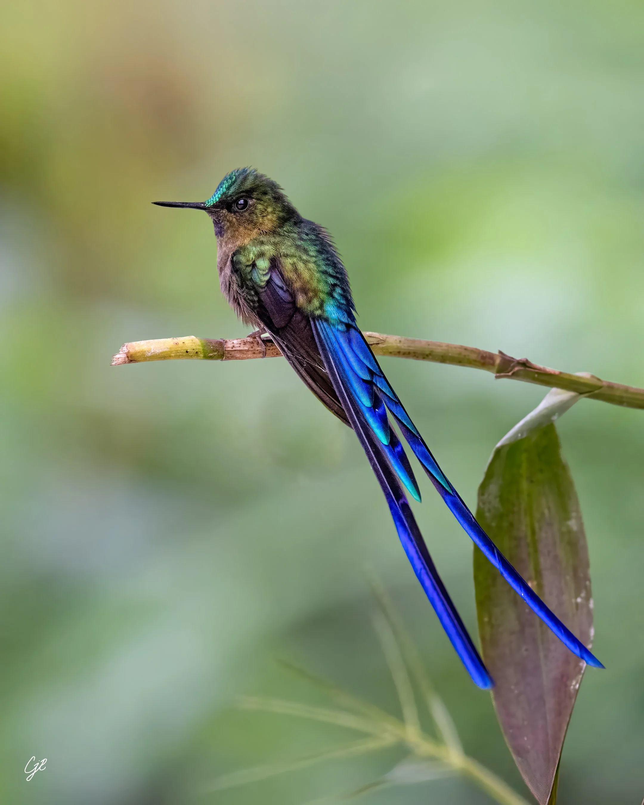 Z91_1936-Edit-4-Edit-Edit-2.jpg