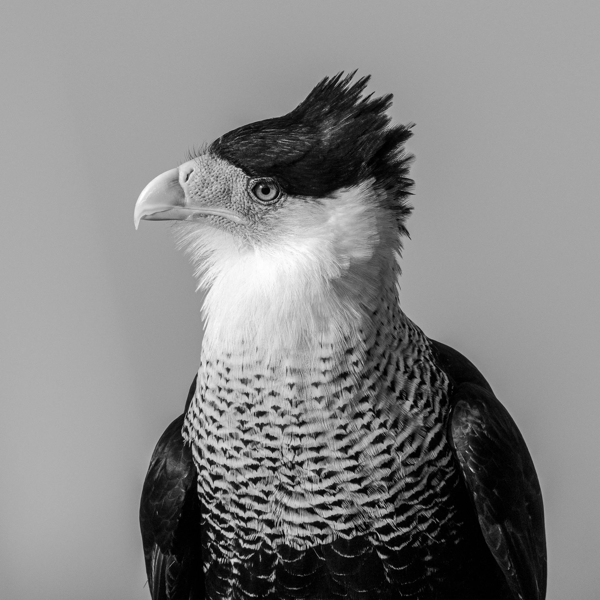 Z91_0180-4.jpg
