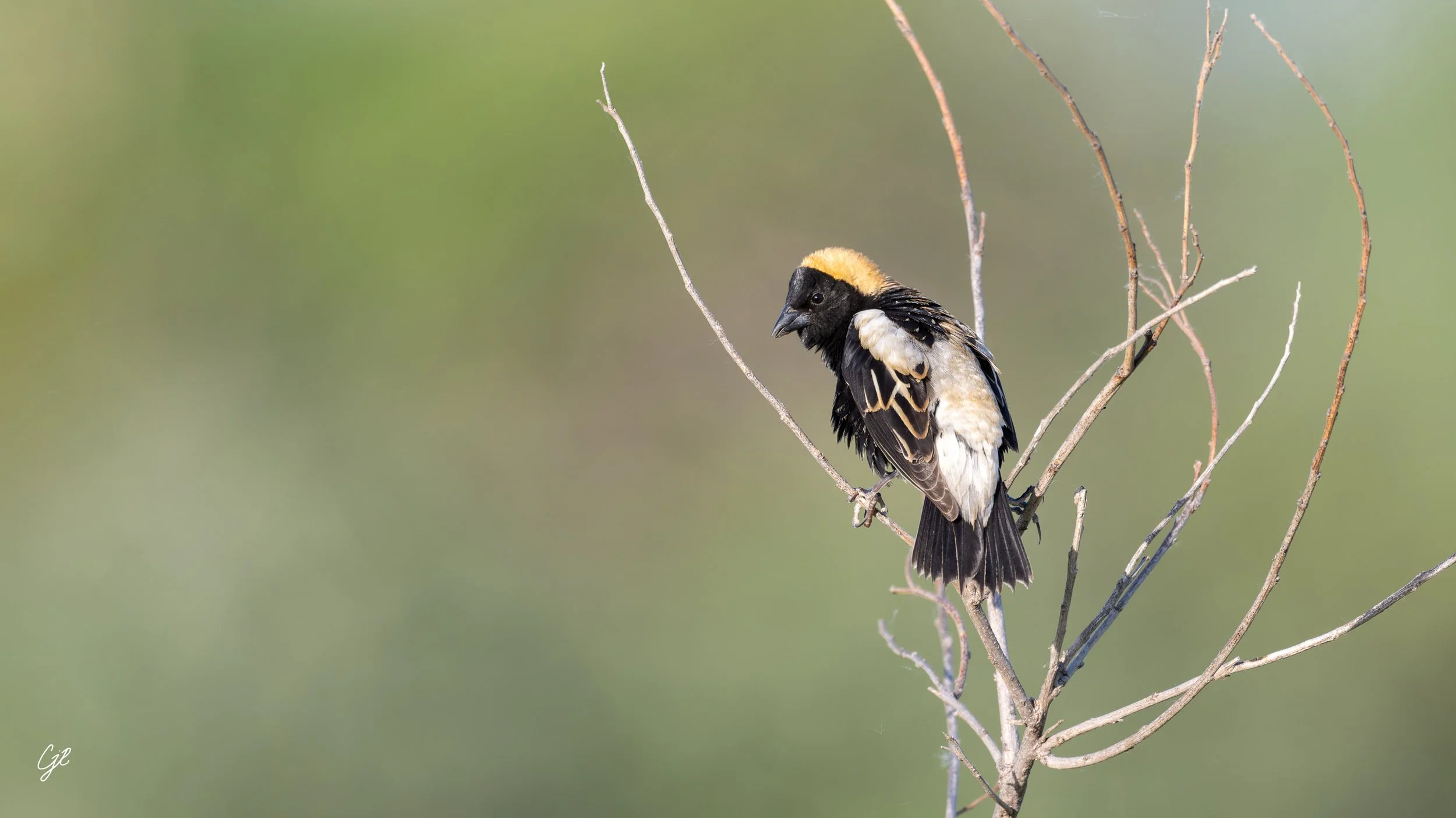 Z91_6020-DxO_DeepPRIME XD2s-Edit-Edit-bobolink-Edit-2.jpg
