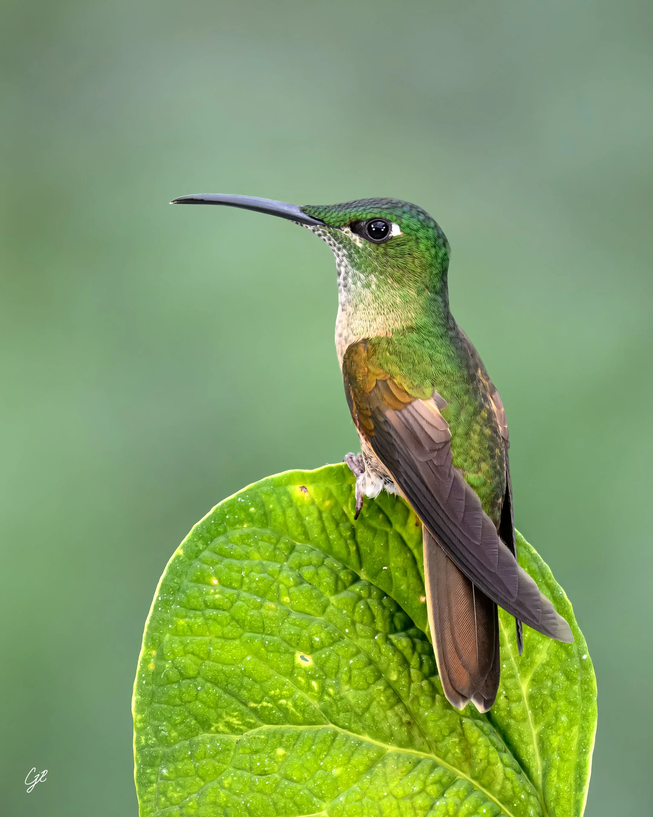 Z91_9290-Edit-3-2.jpg