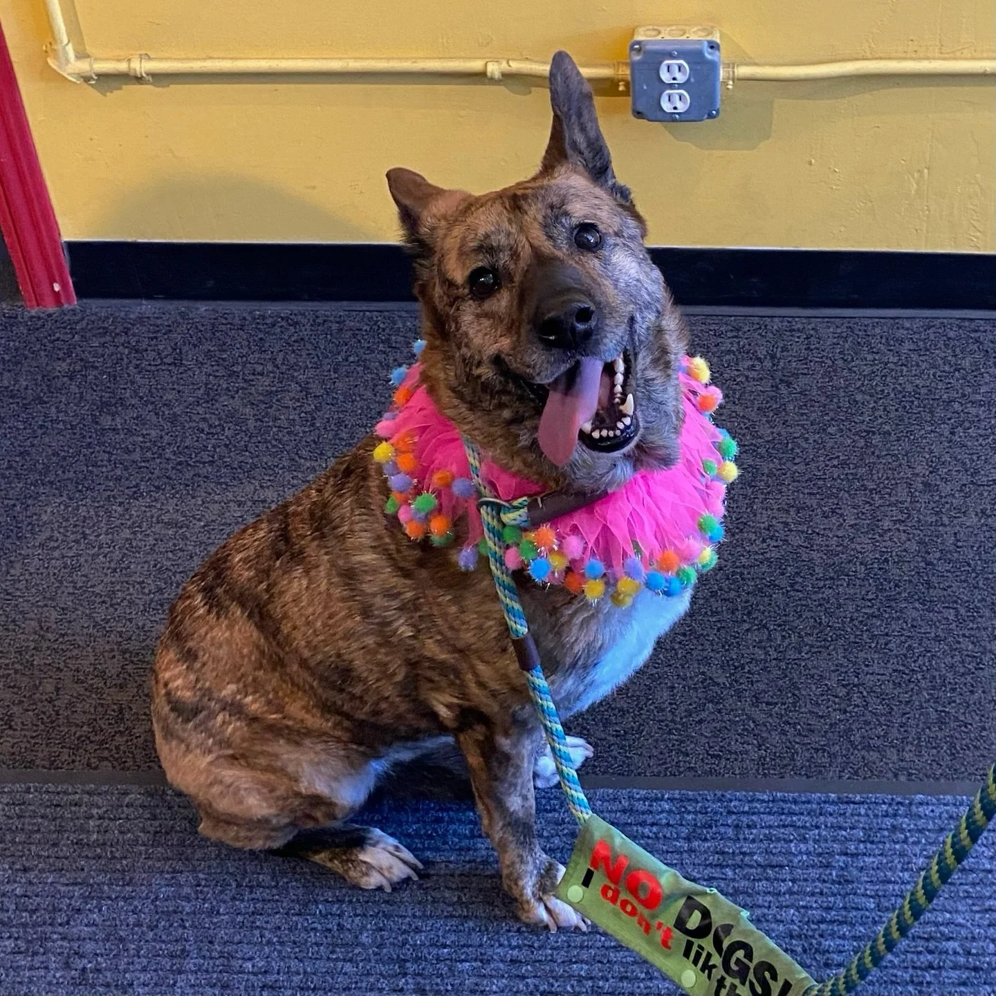 Oh my 🤩 - Someone adorable dropped by the @pacificpinball museum today 🐶🌈!

We love featuring our furry and feathered friends on the West End. If you want to be featured on instagram tag @westalamedabusiness - invite us to collaborate on your post