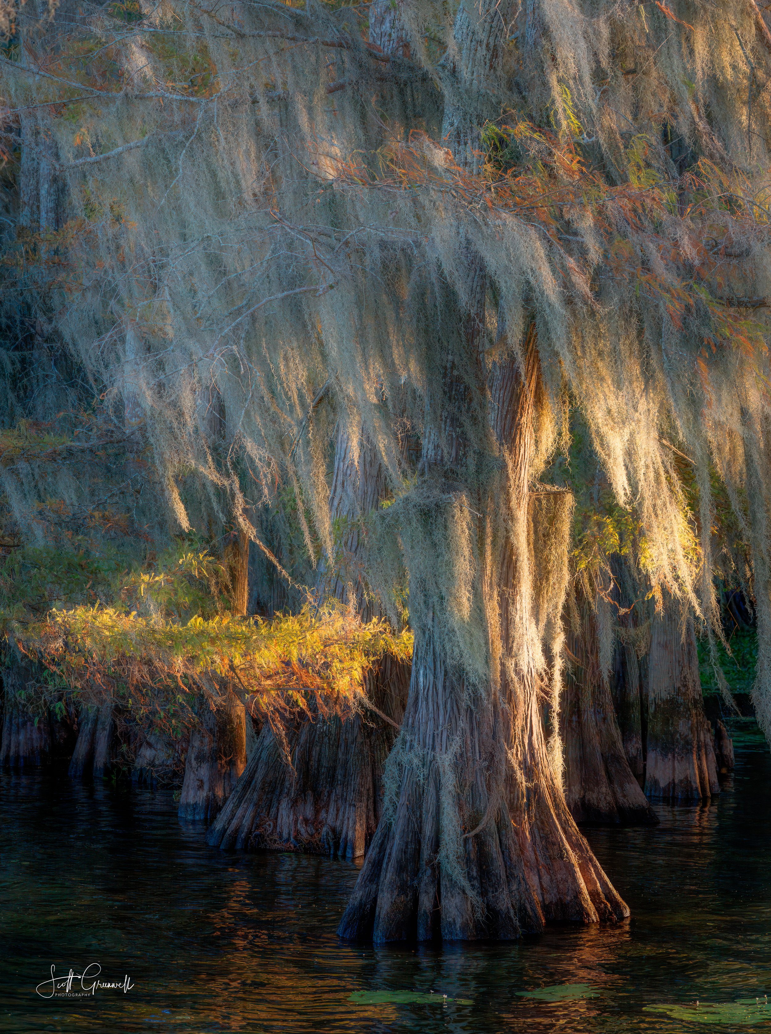 Caddo Lake Sunset 3 0484 Timeless Grove.jpg
