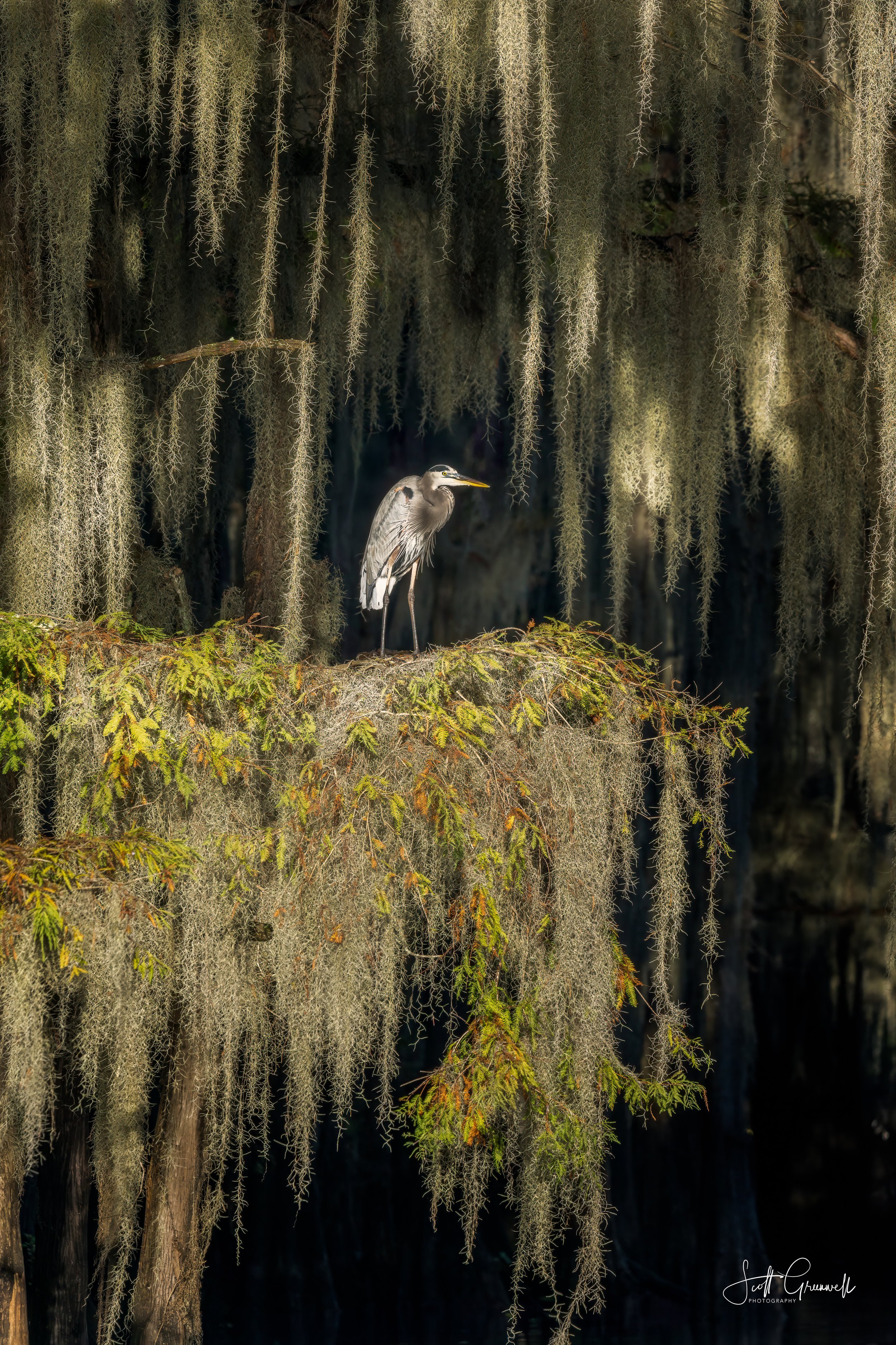 Caddo Lake Sunrise 1 1178 Echoes in the Mist.jpg