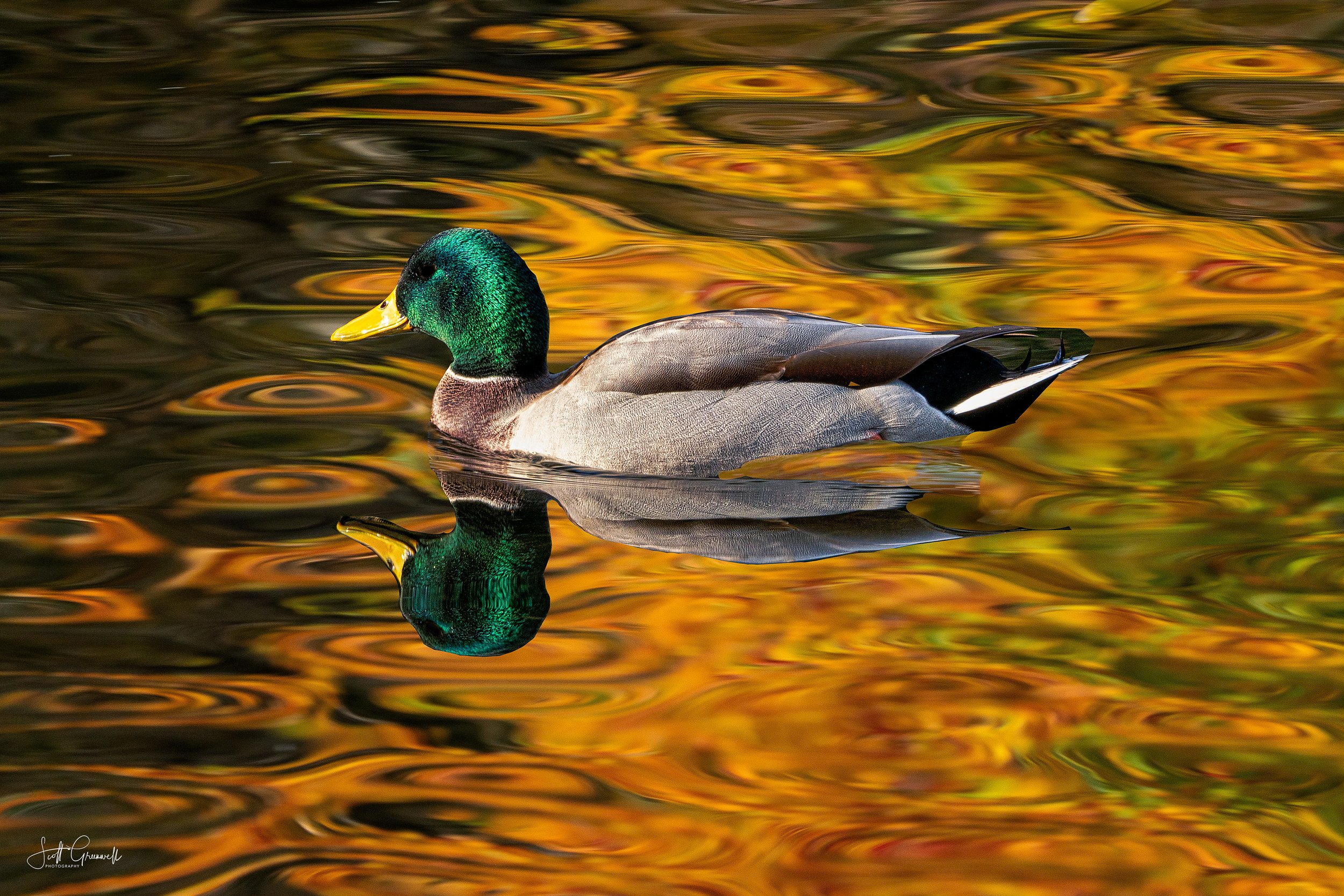 2019-10-25 09-24-51 Boston Fall Break 0171-Edit-Edit.jpg