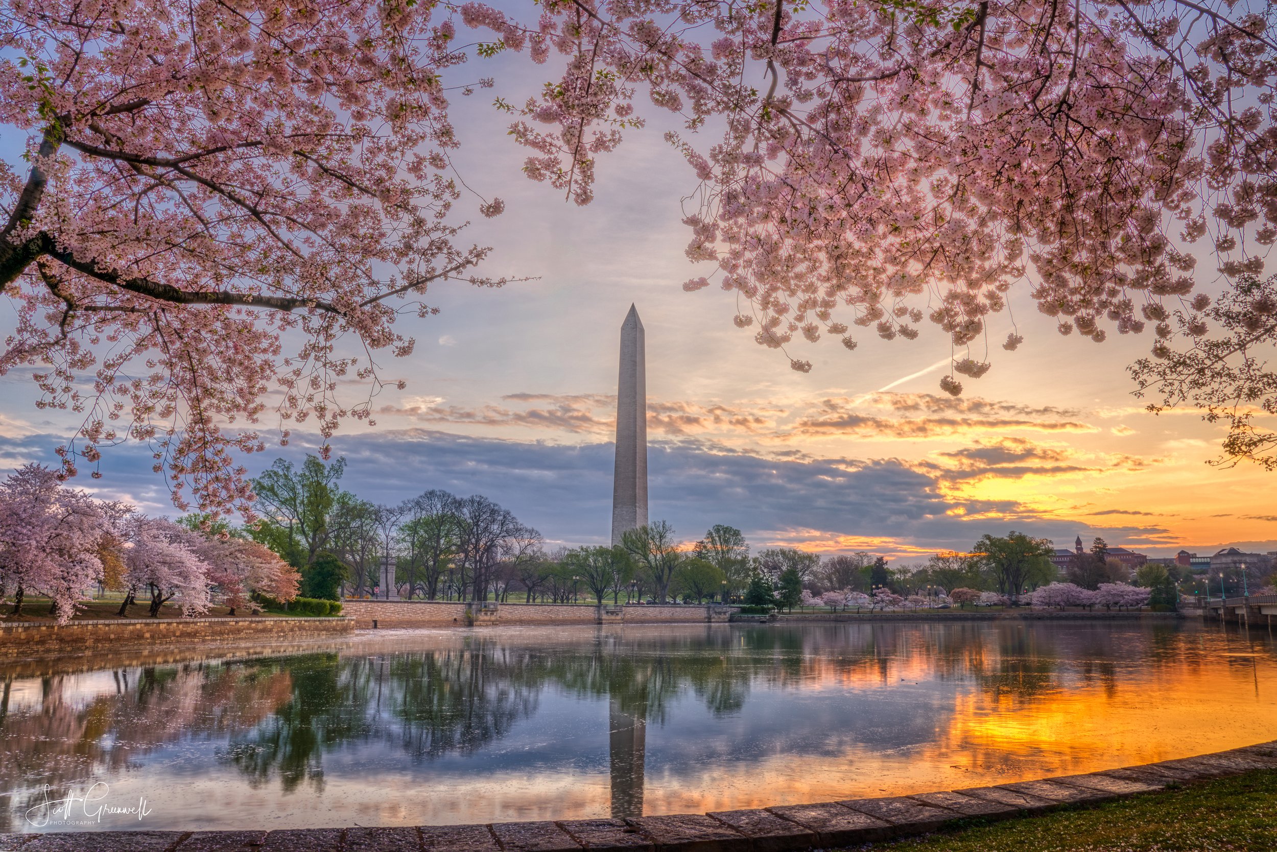 Washington DC Cherry Blossoms 0041 Whispers of Spring.jpg