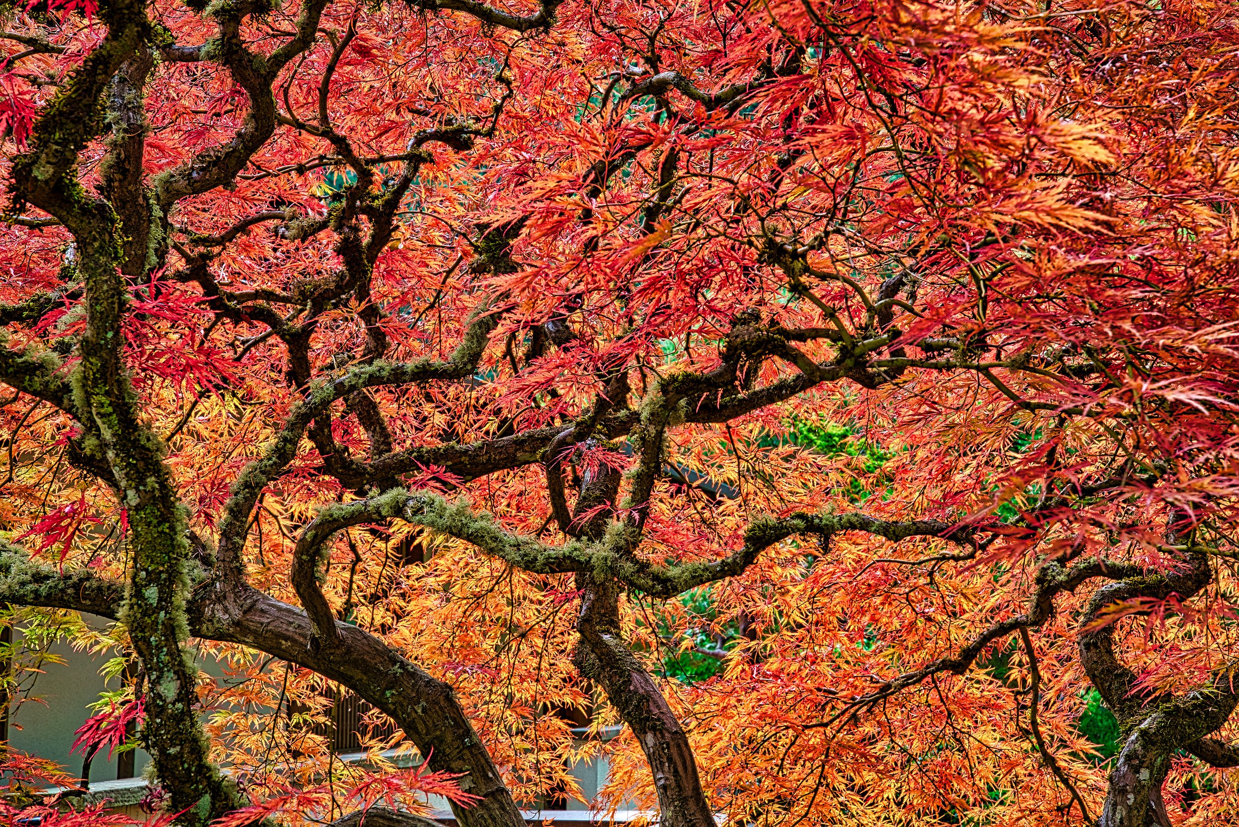 Portland Japanese Garden 0288 Reaching for You.jpg