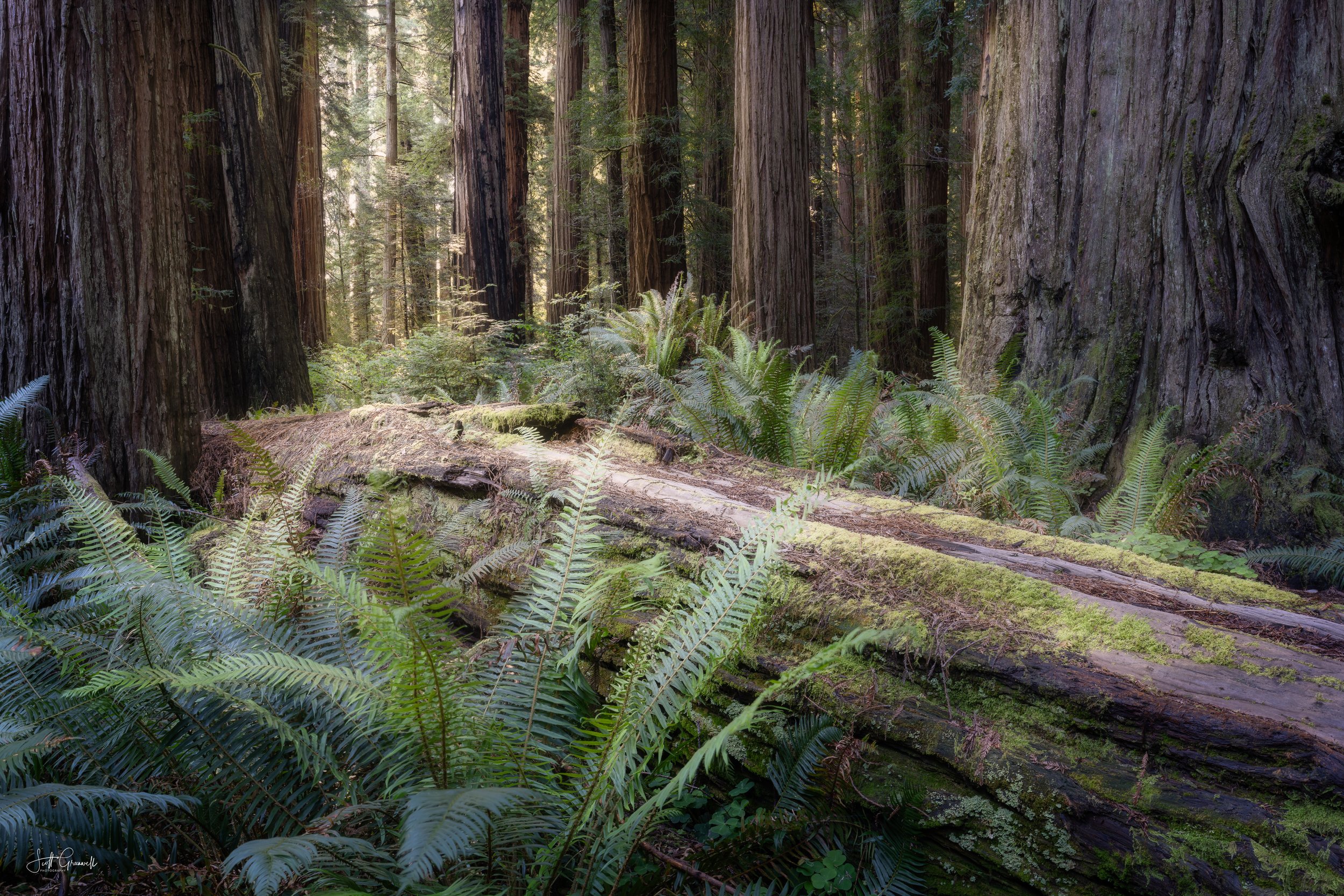 2024-06-04 10-09-11 Jedediah Smith Redwoods State Park 0088.jpg
