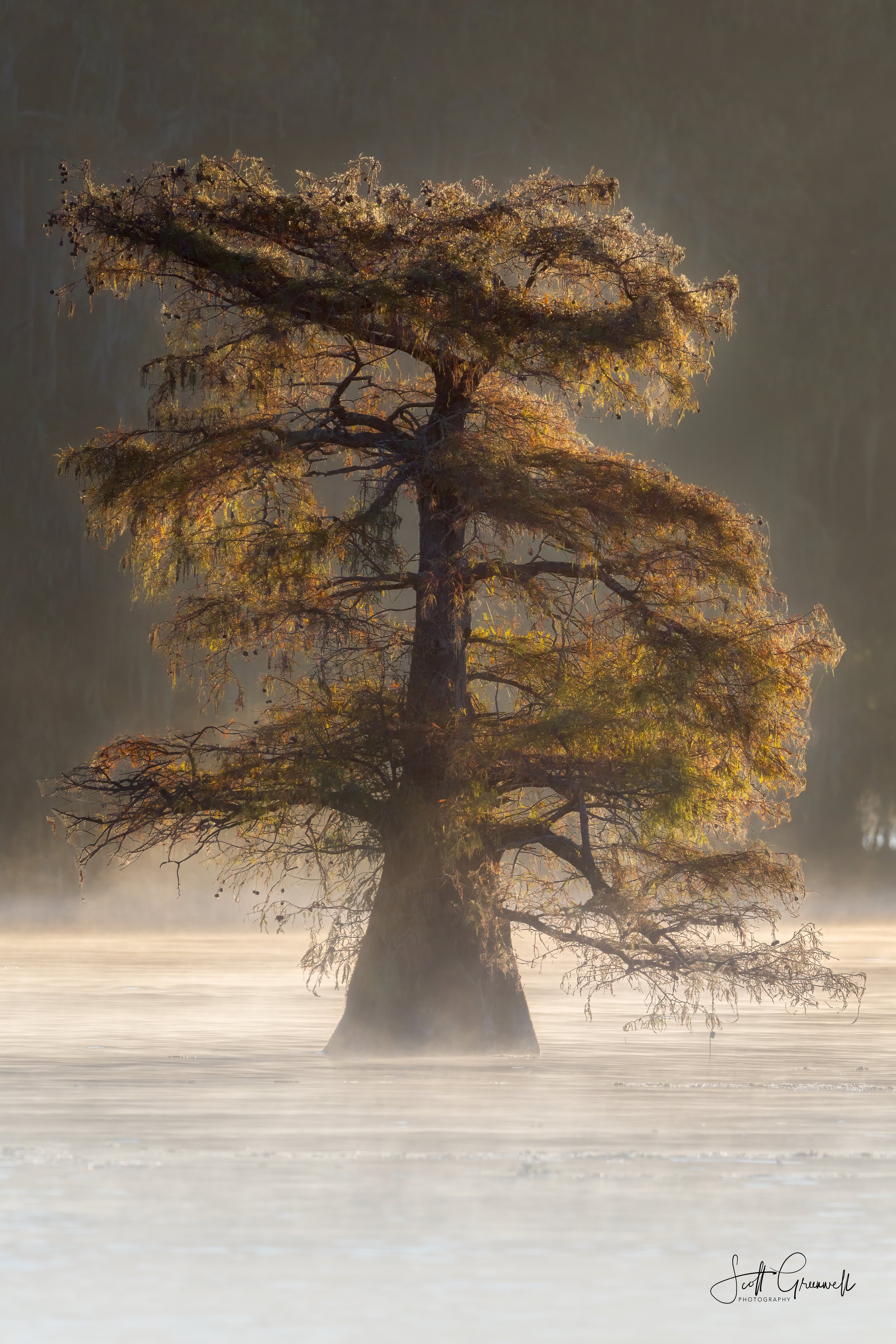 Caddo Lake Sunrise 1 0423 Roots of Time.jpg