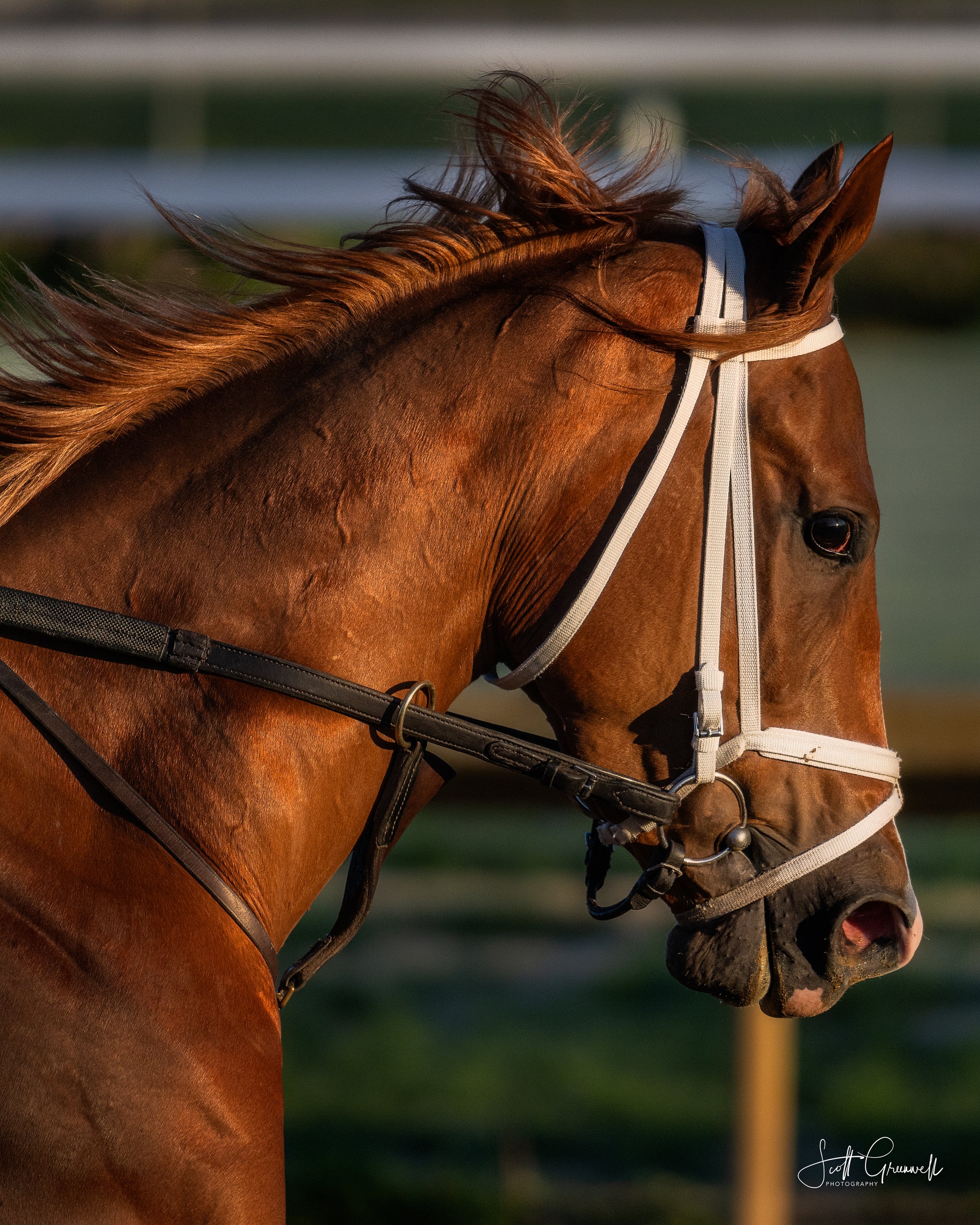 Kentucky Derby 150 Churchill Downs Backside Workout 0868 Stormwake.jpg