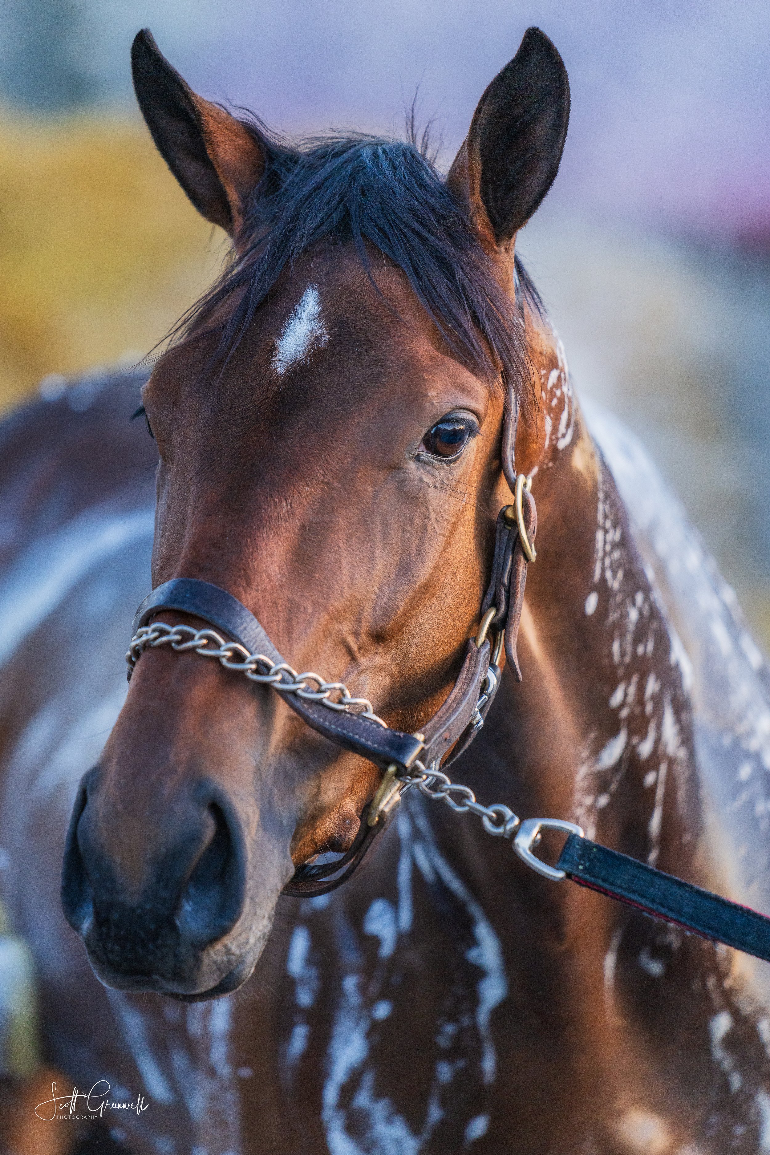 Kentucky Derby 150 Churchill Downs Backside Workout 0486 Gilded Stride.jpg
