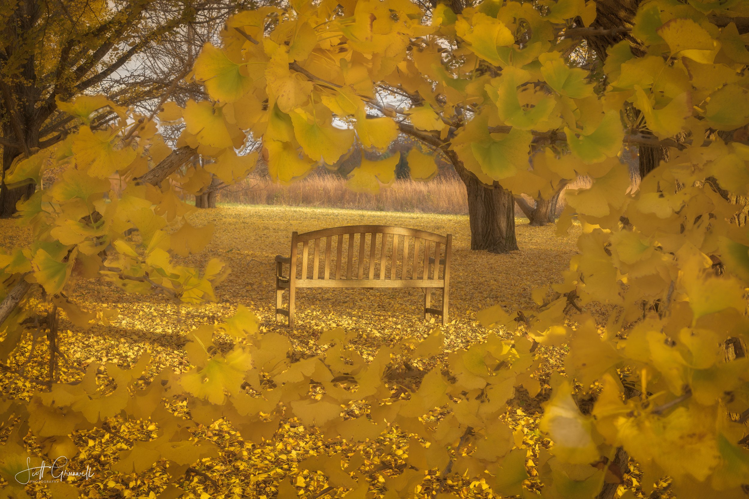 Bernheim Forest Fall Color 0272.jpg