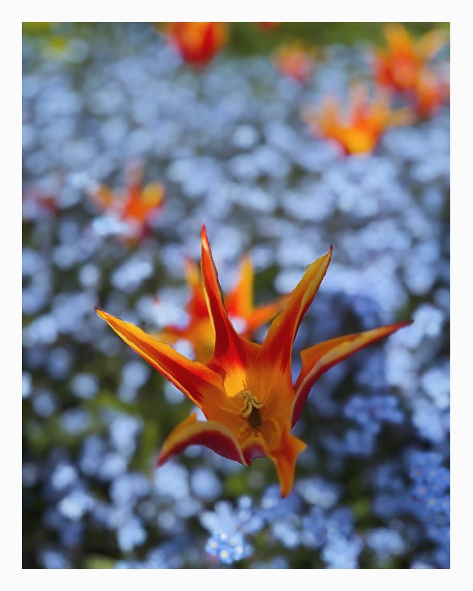 Fabulous displays, combinations and colours in the sun today @greatdixterofficial !