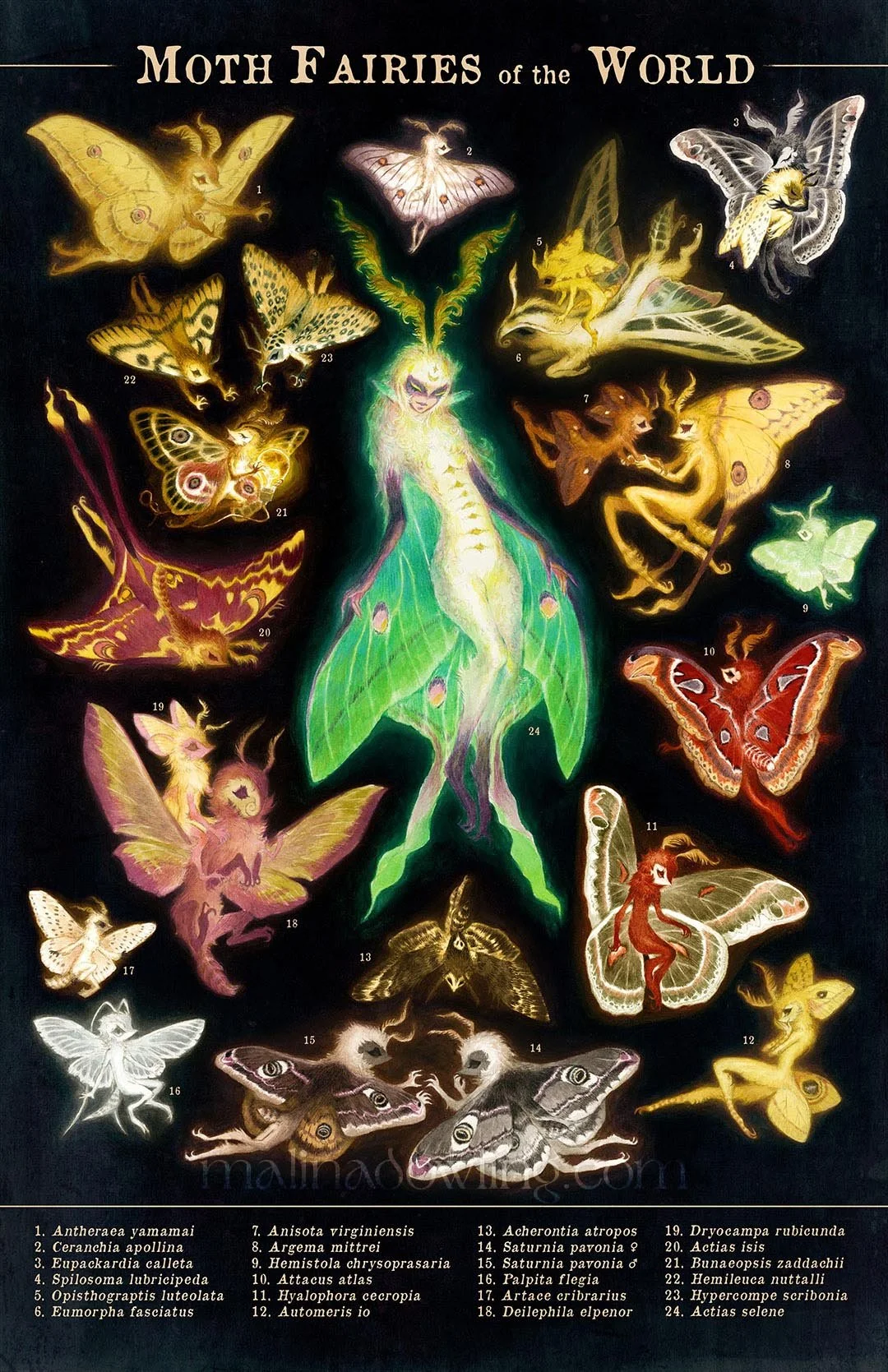 Moth Fairies of the World