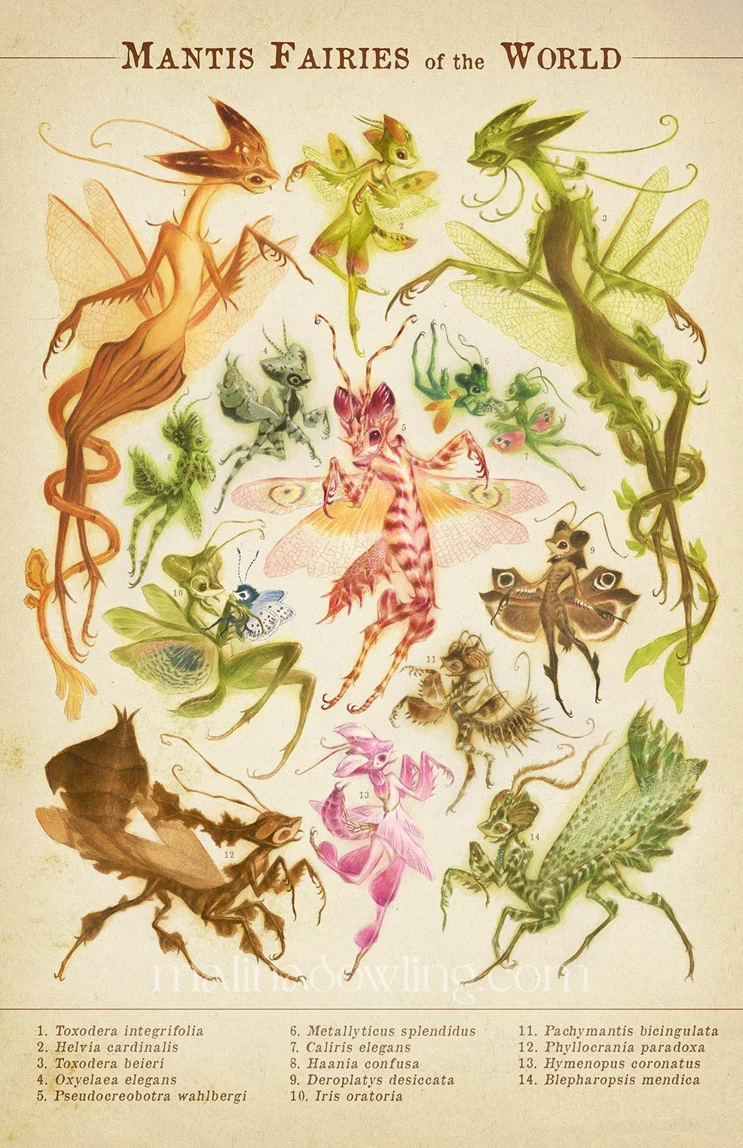 Mantis Fairies of the World