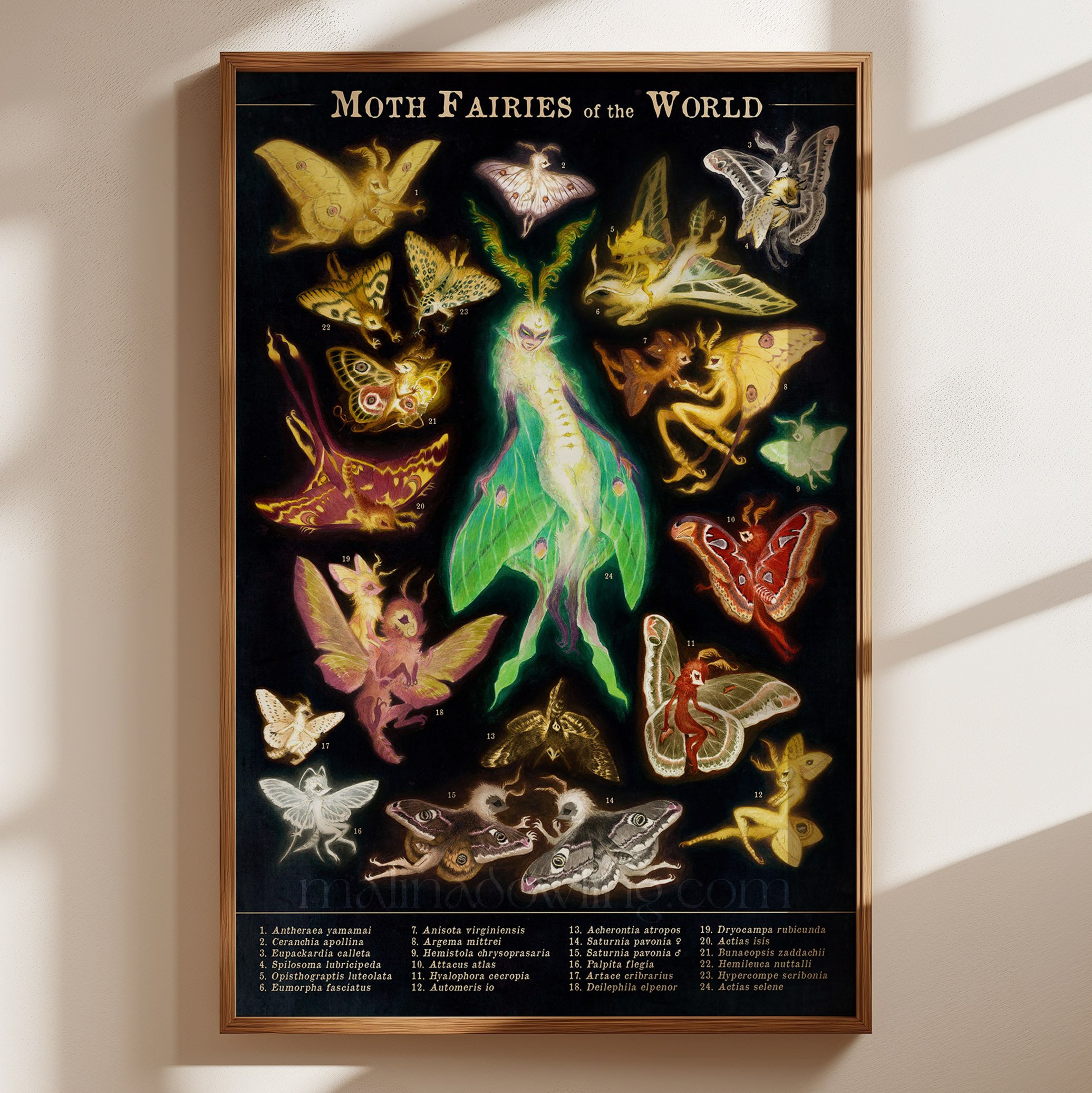 Moth Fairies of the World | 11x17 | $30