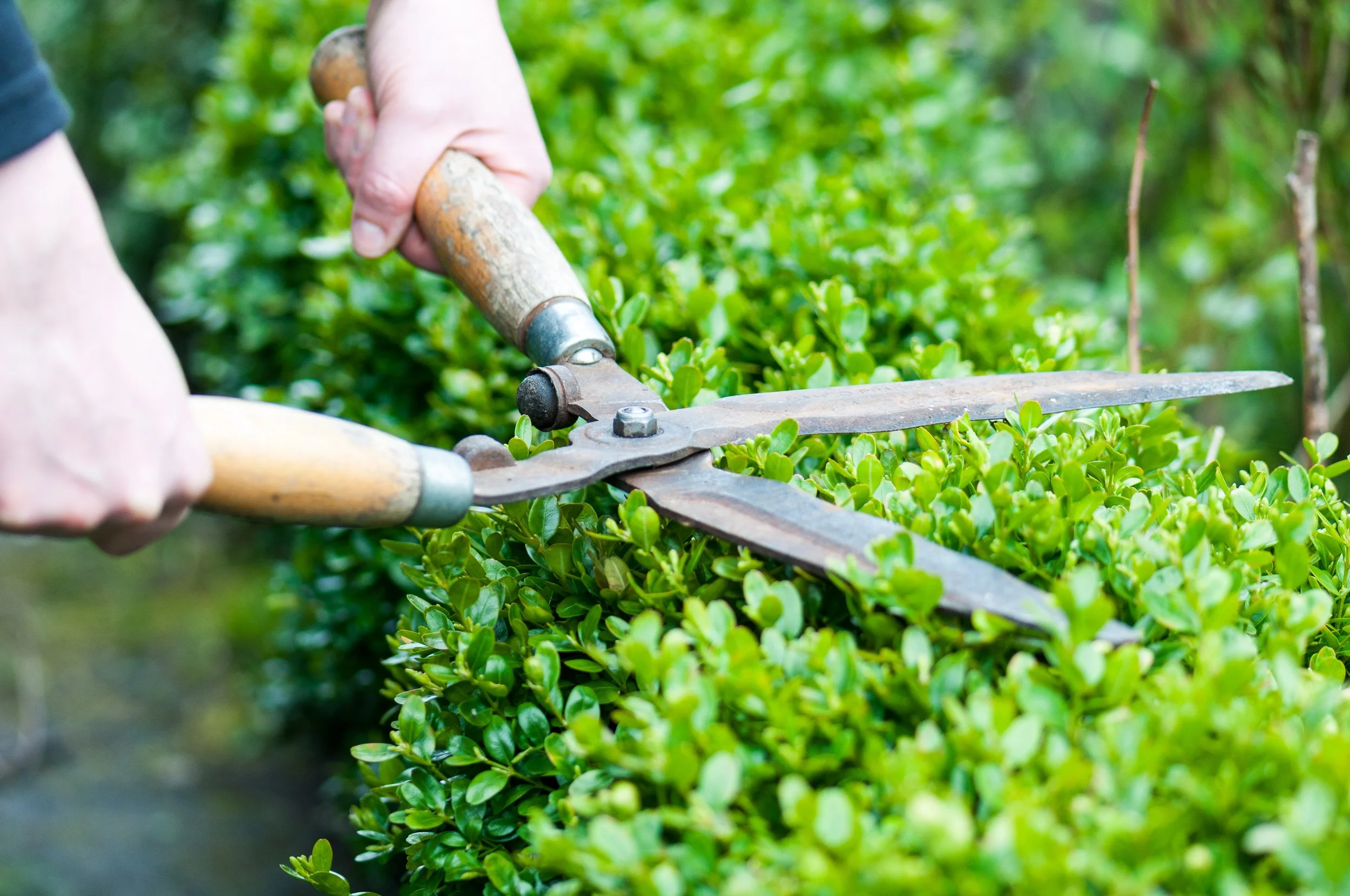 Vegetation and hedge trimming