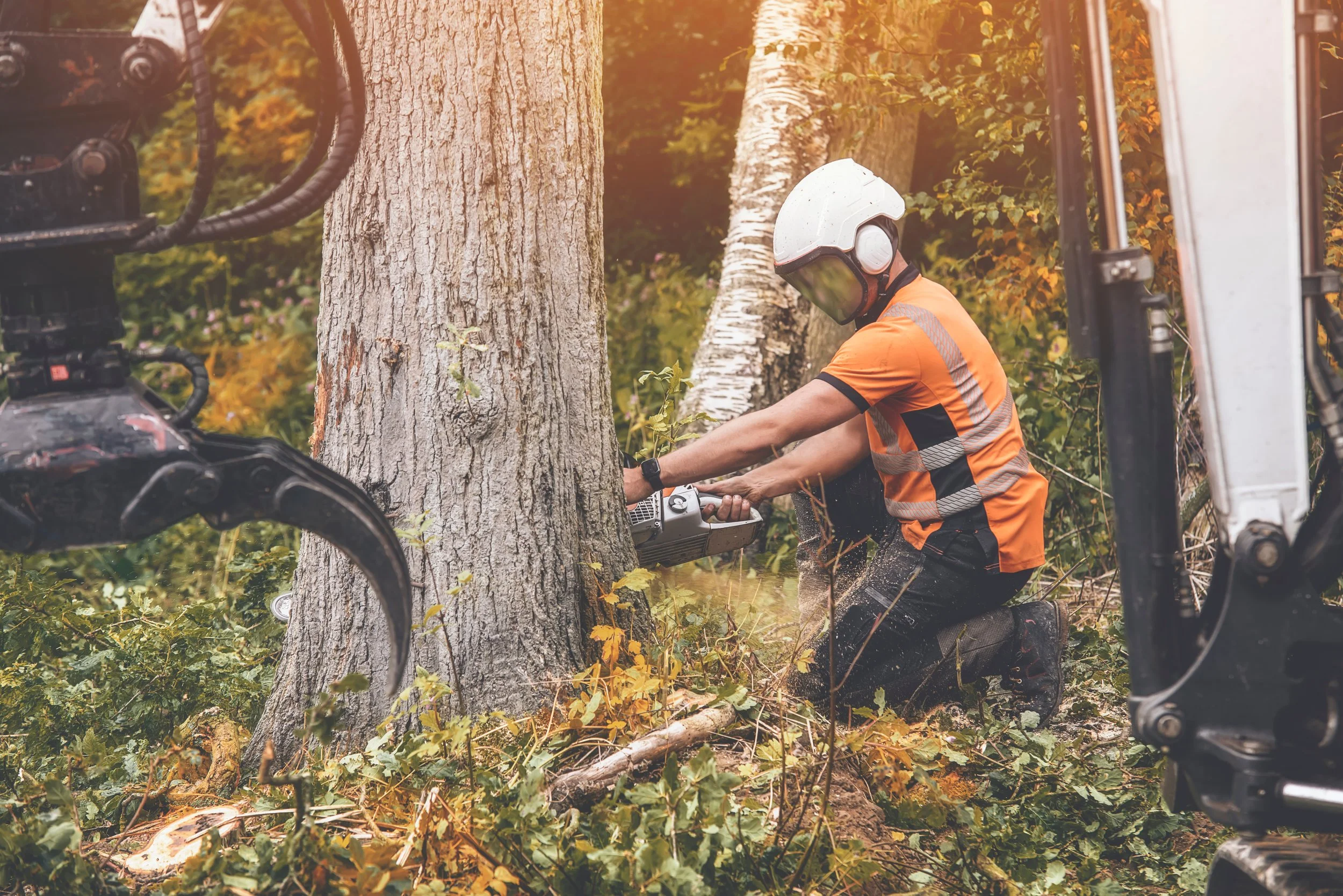 Professional tree work