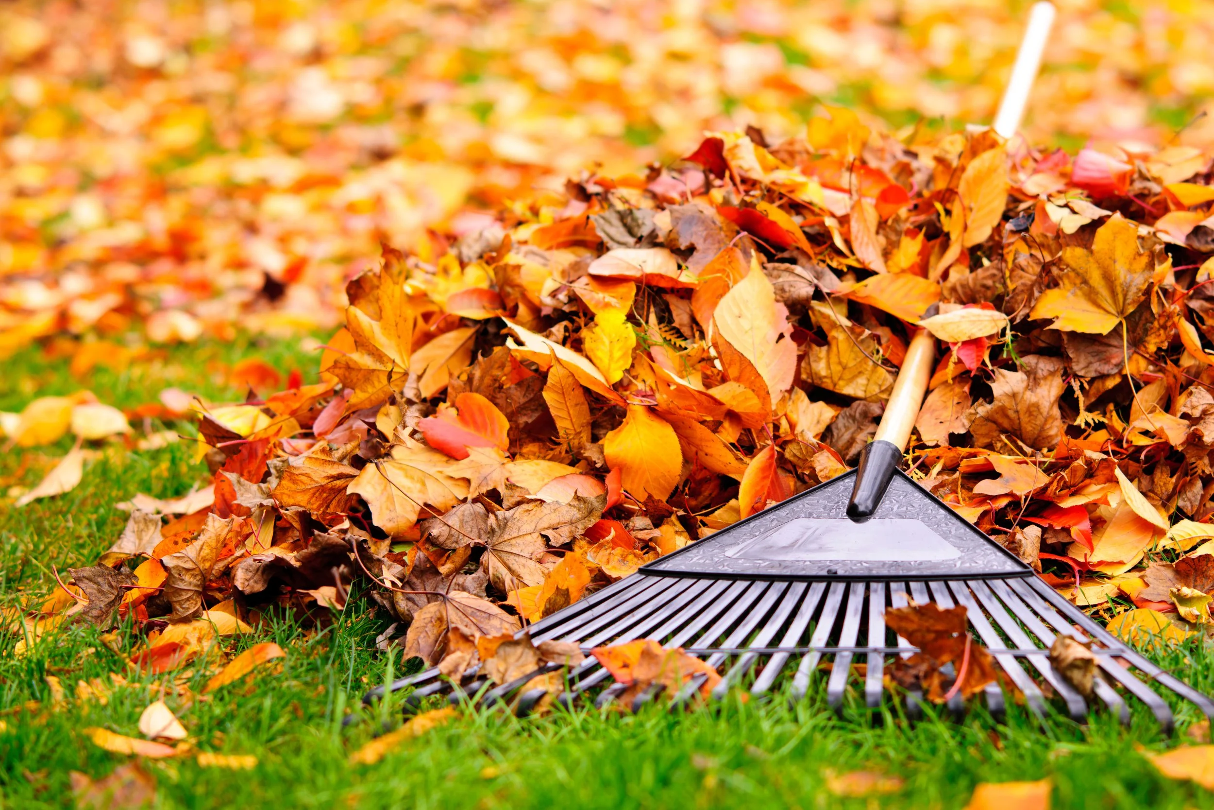 Dry leaves and debris cleanup