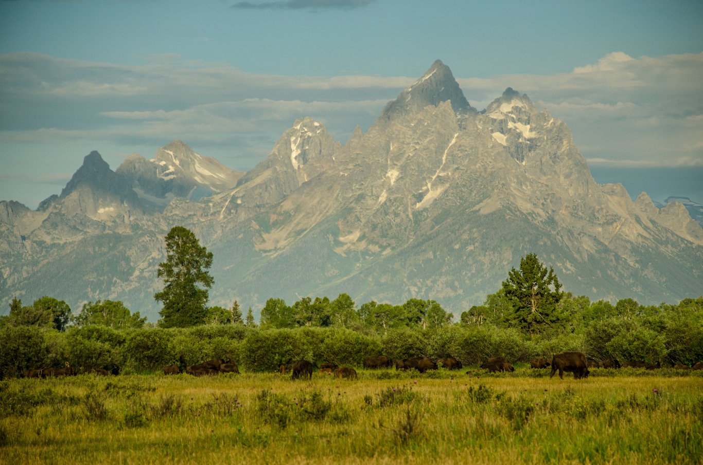 "Teton Herd" ~  On my morning drive back in to Jackson Hole, I passed a majestic herd of bison. They grazed on their morning breakfast backdropped by Grand Teton herself. (Grand Teton National Park, Wyoming)
