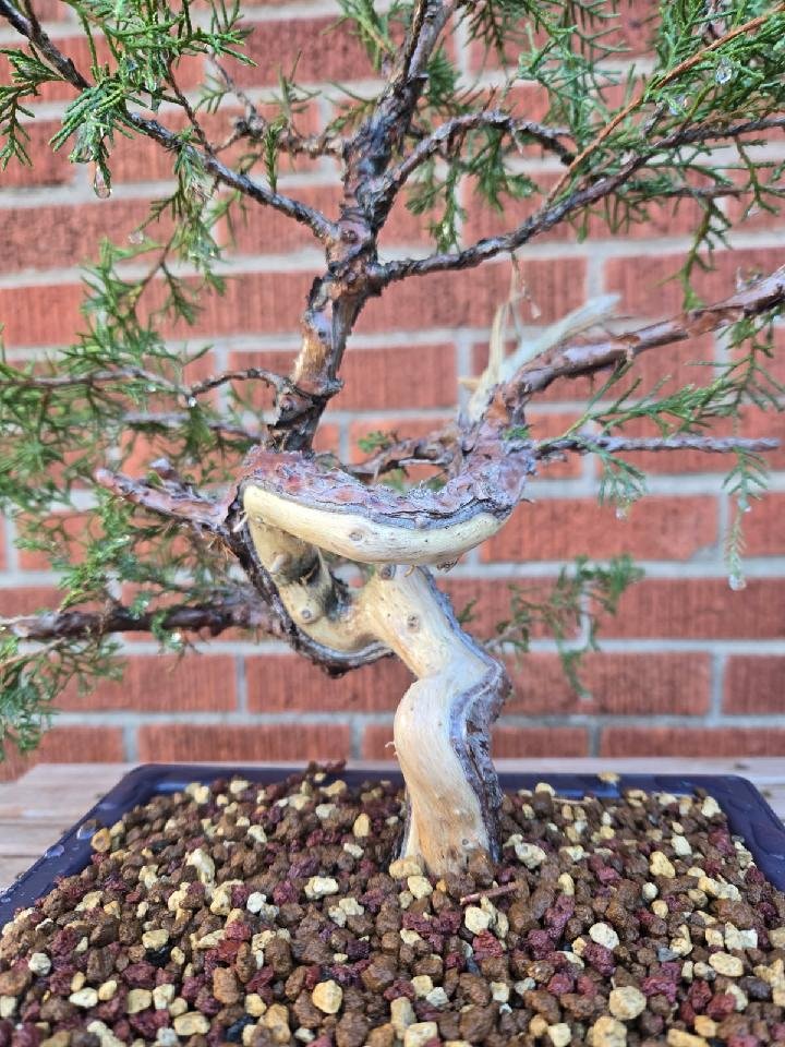 BYOT Ribbon Live Vein Building and Deadwood Creation on Junipers | CBS Show Workshop Series | Sun 12pm-2pm