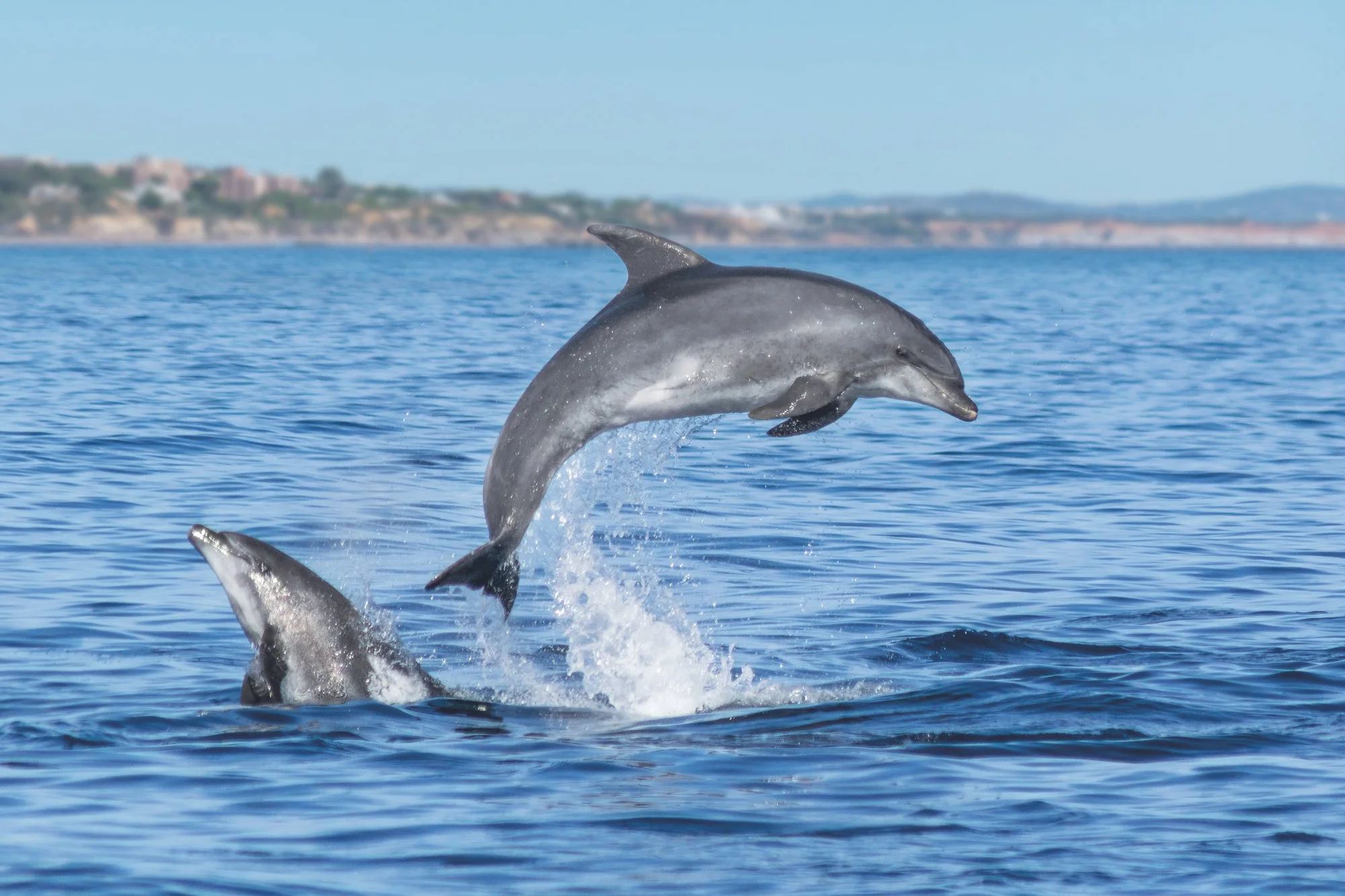 Dolphins