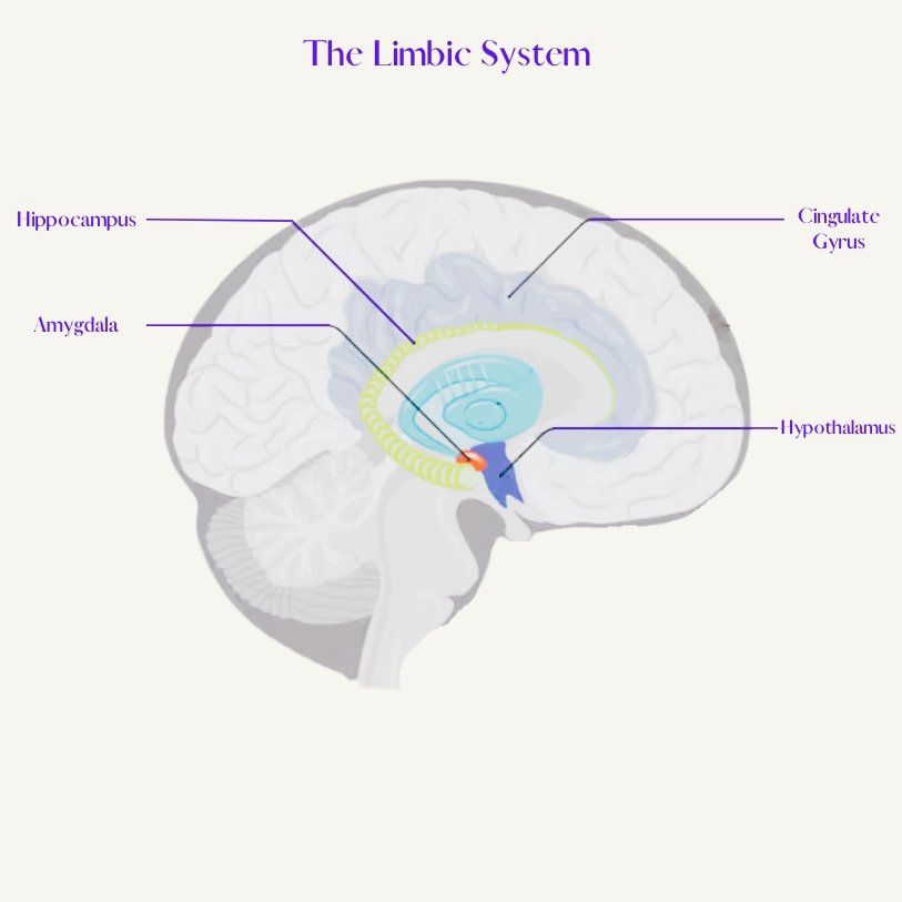Limbic Resonance: The Key to Healing Relationships — Re/source Therapy
