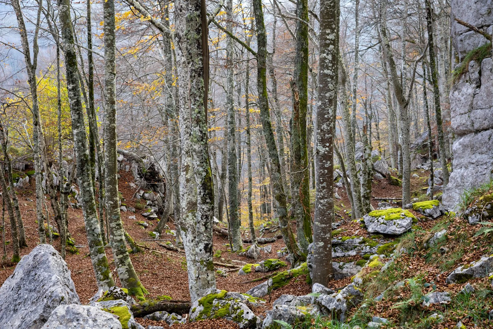 Cantabria’s Celtic Connection: A Shared Spirit Across the Sea