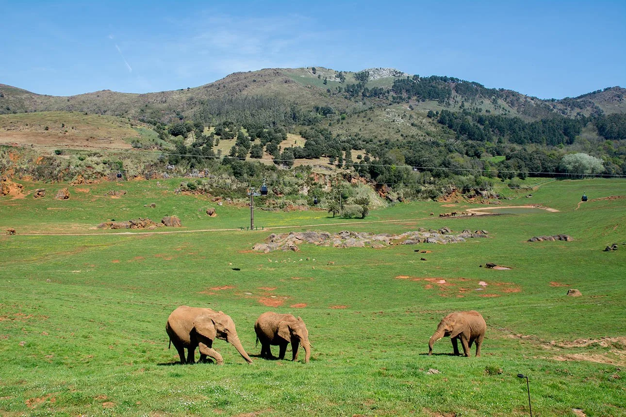 Get to Know Cantabria: Cabárceno Natural Park