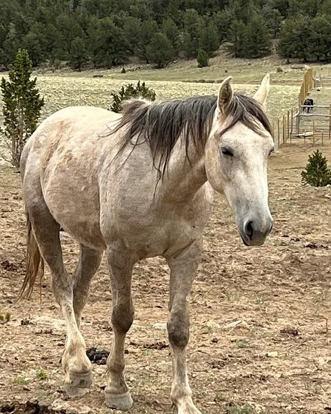 2021 Gray Filly "Poppy" -
Poppy, one of three little fillies, is another jumper. She thrives on human touching and loves to be hugged, scratched and groomed. She often exhibits jealous behaviors for human attention. She is very similar in stature an