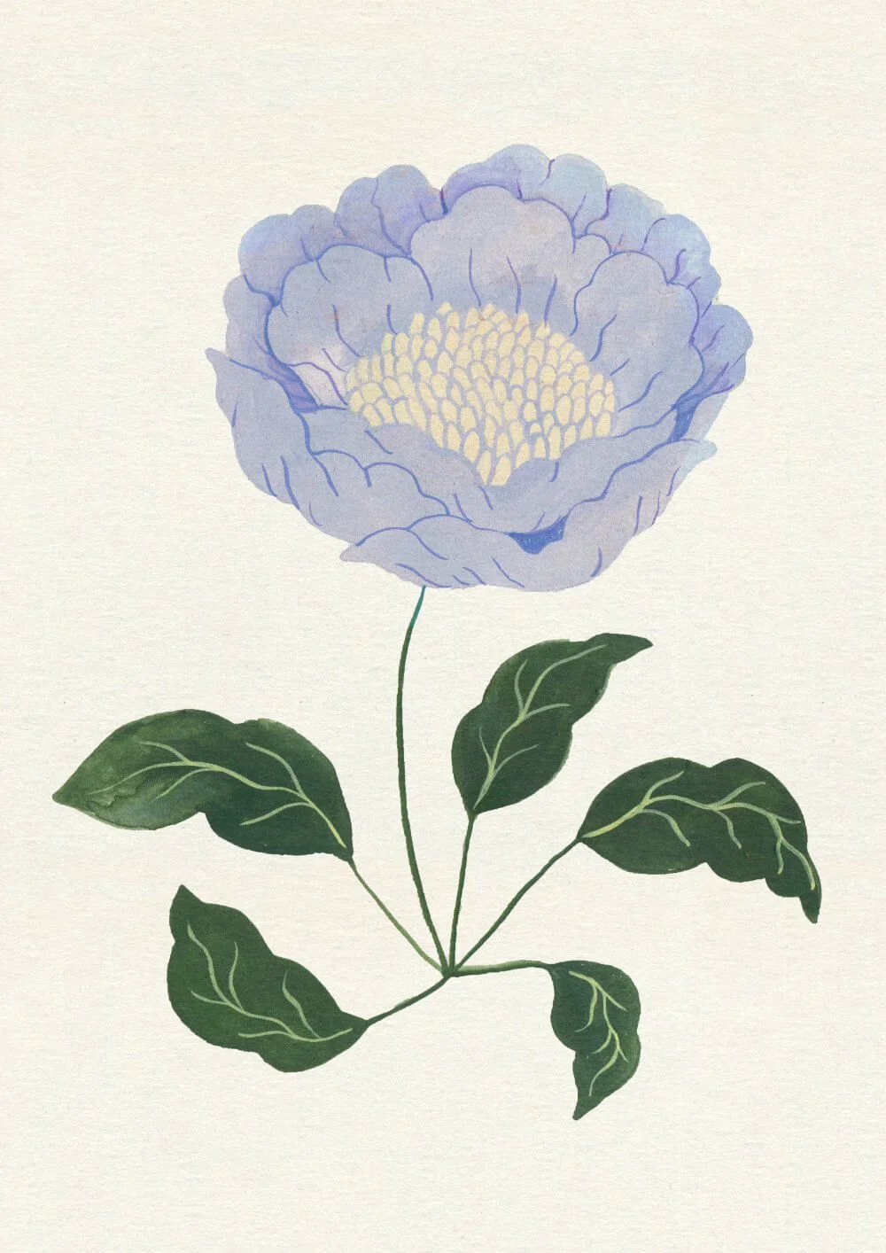 Anemone Stina Olby 1000 px.jpg
