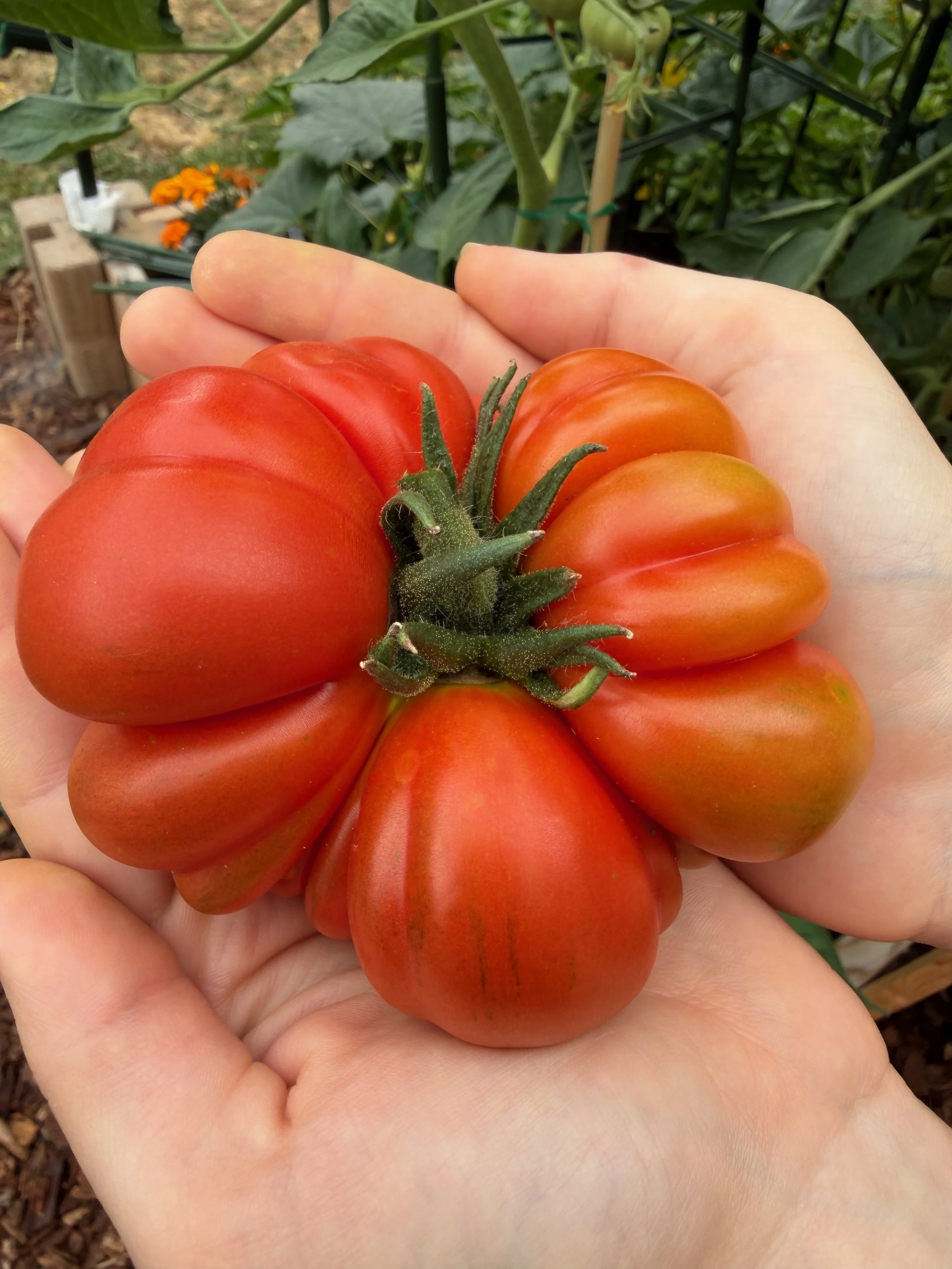 Fiancé's Harvested Tomato