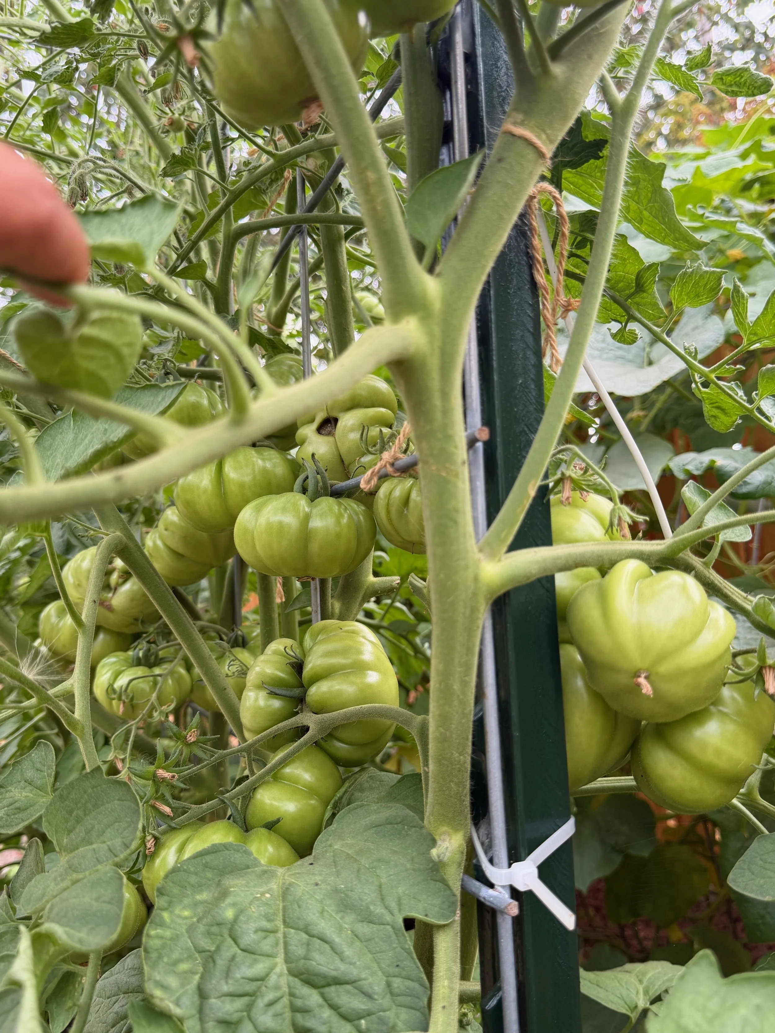 My unripe tomatoes 