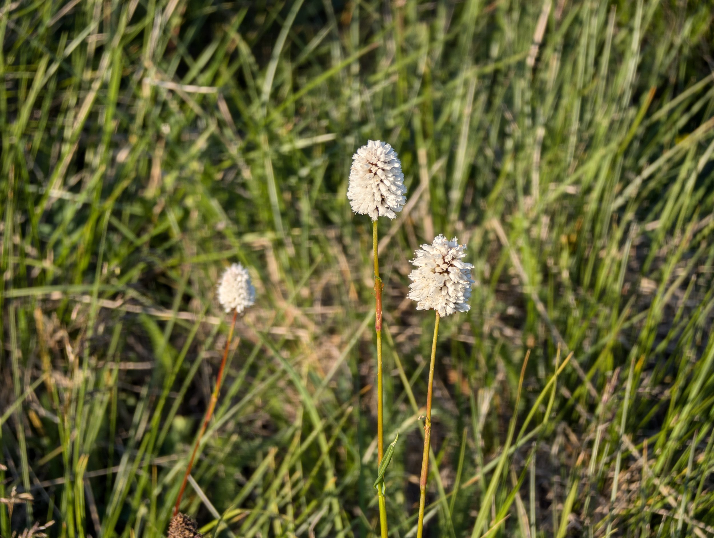PXL_20240714_132348242.jpg