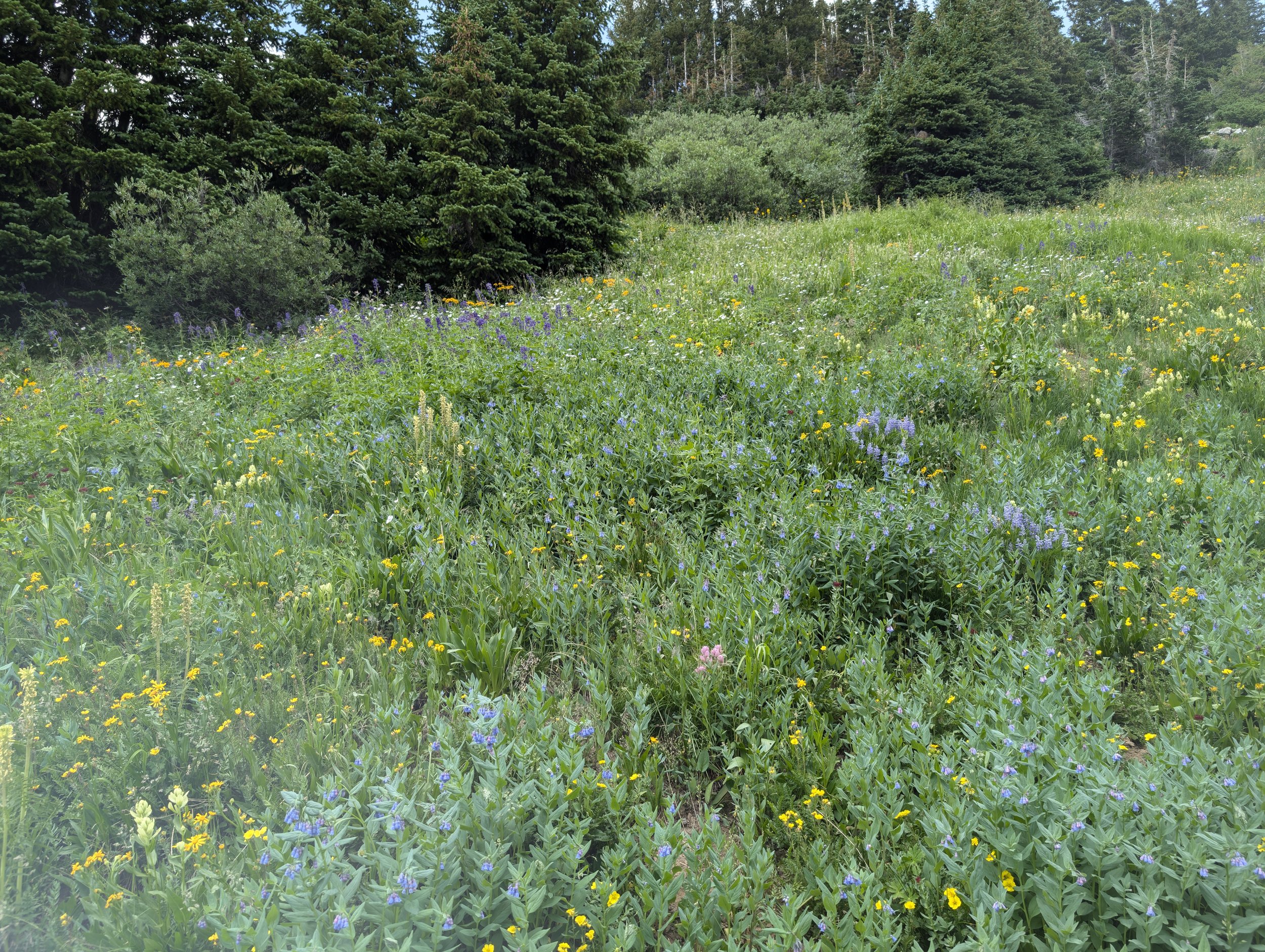 PXL_20240802_184148934.jpg