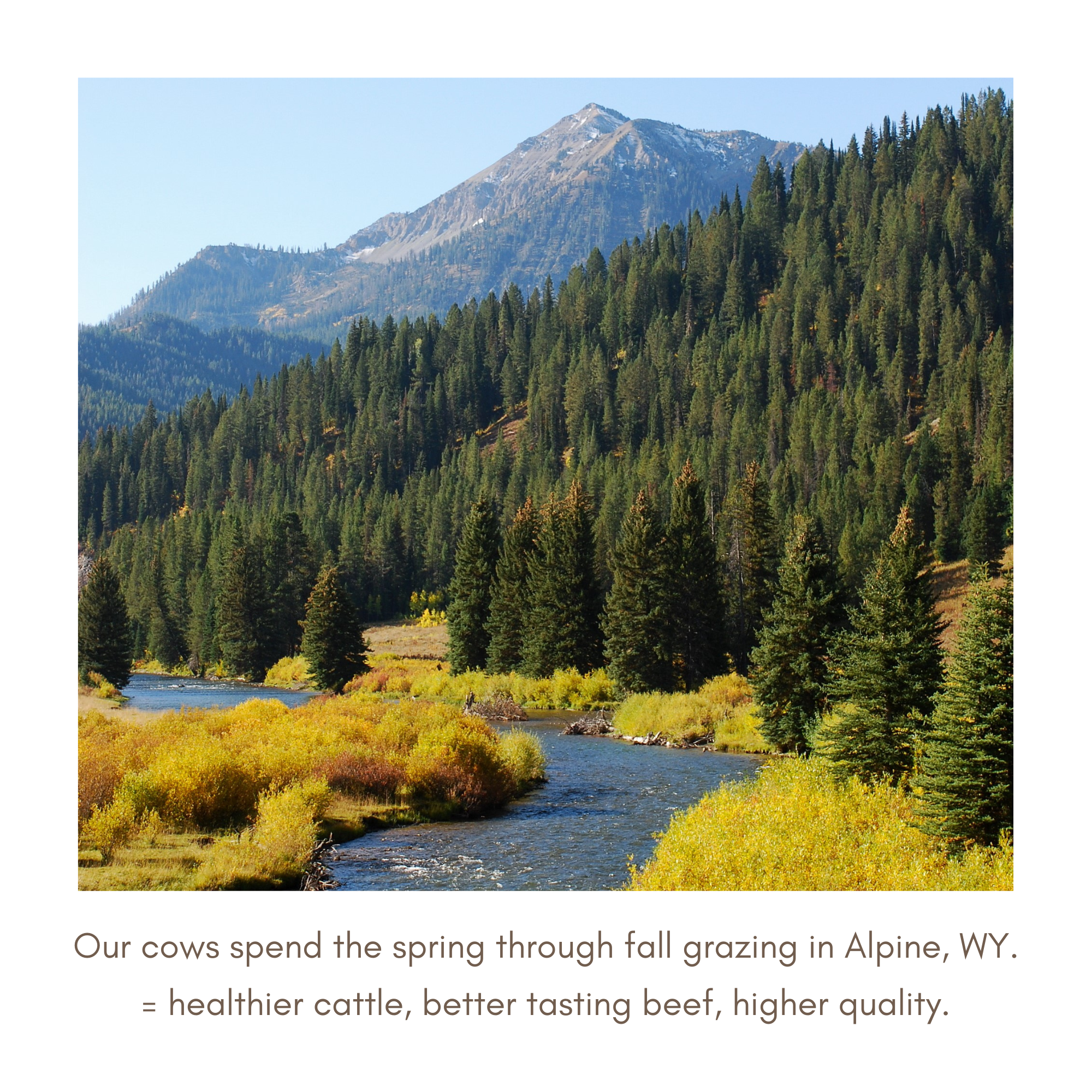 PREORDERS GOING FAST For our returning and new customers, please Venmo @fullerranchqualitybeef $50 (label payment your desired cut) for immediate depositsecured beef! Deposit will be added to the .png