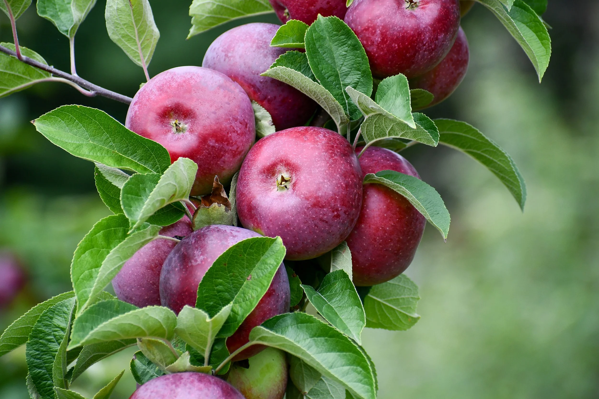 Cortland Apples on Tree