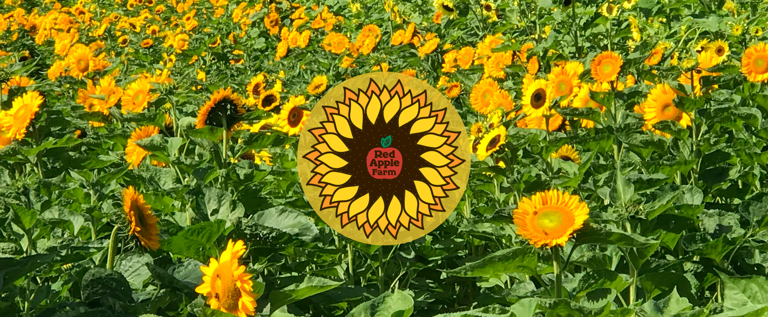 Sunflower Festival Logo