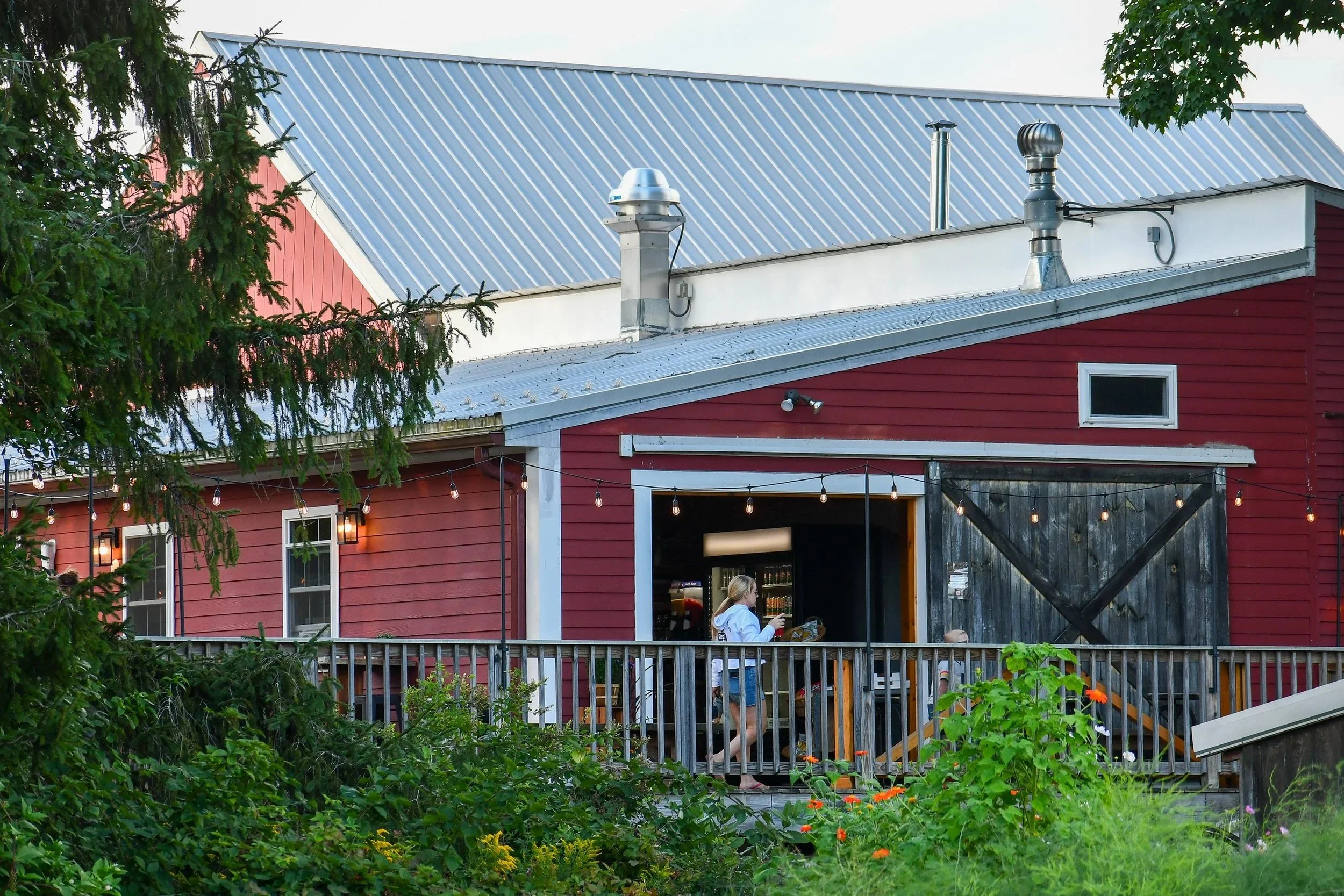 Red barn with white roof and rustic barn door, surrounded by green trees and plants, with a person standing nearby holding a drink, under string lights.