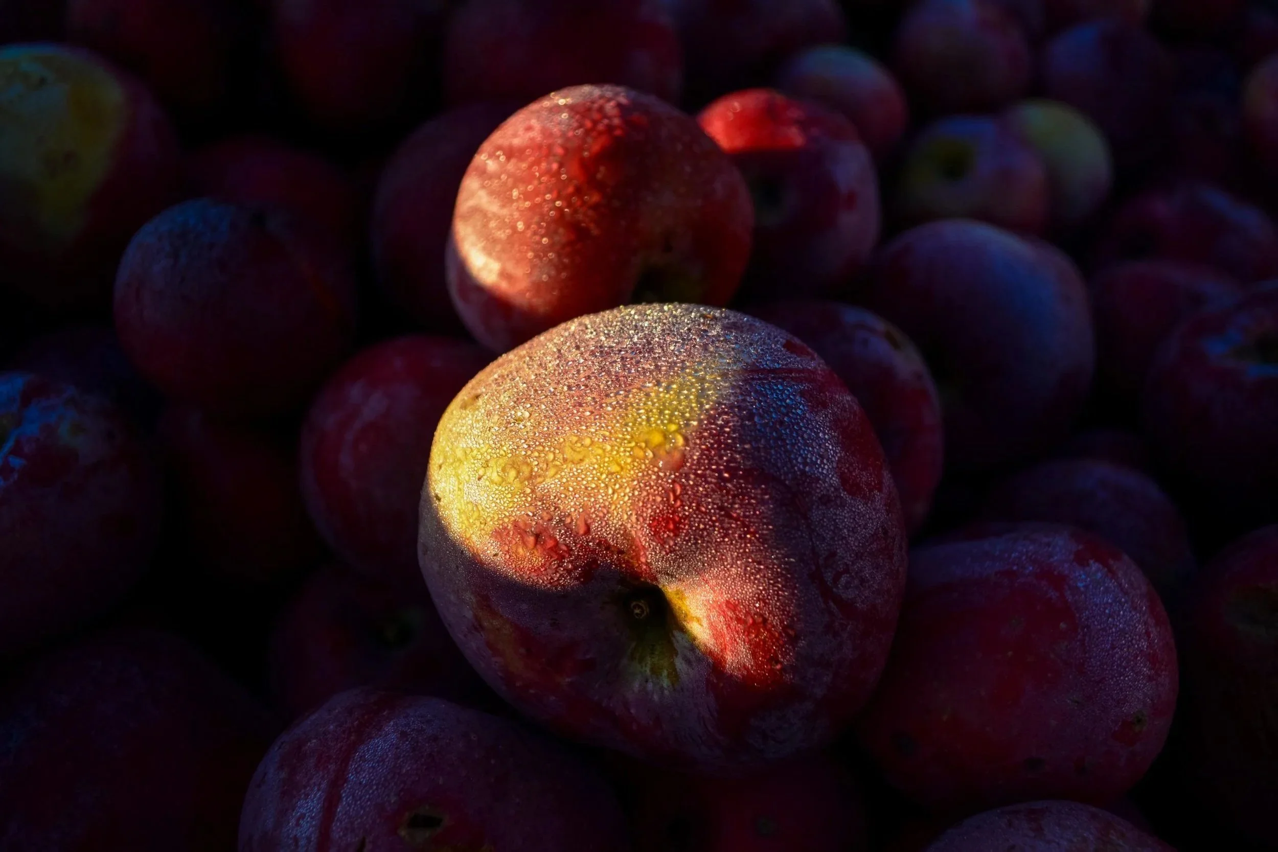 Close-up of a cluster of apples with droplets of water on their surface, illuminated with colorful lighting.